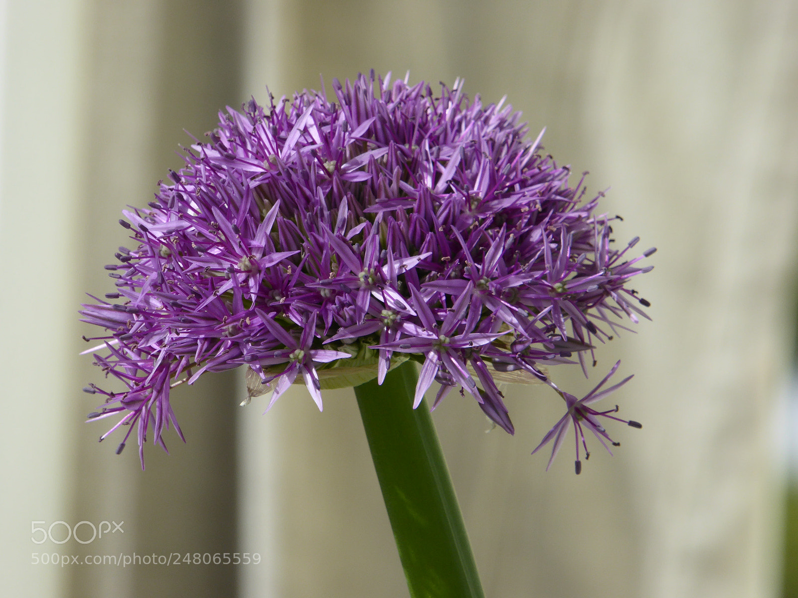 Panasonic Lumix DMC-ZS40 (Lumix DMC-TZ60) sample photo. Allium photography