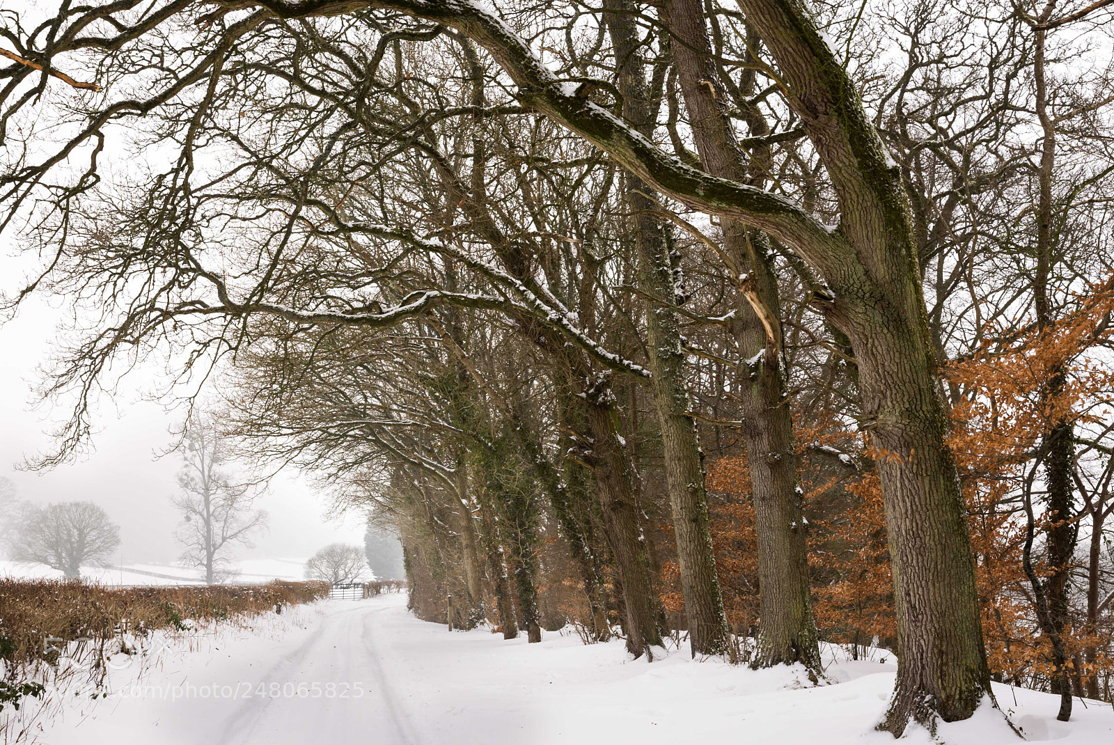 Nikon D7200 sample photo. Snow covered lane photography