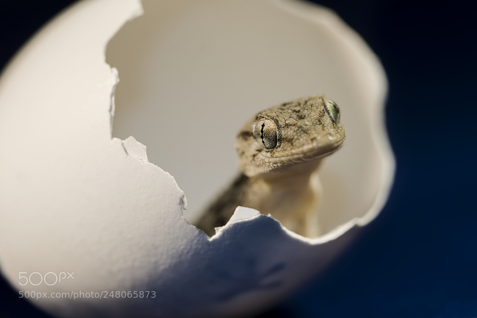 Nikon D7200 sample photo. Geco uovo web photography