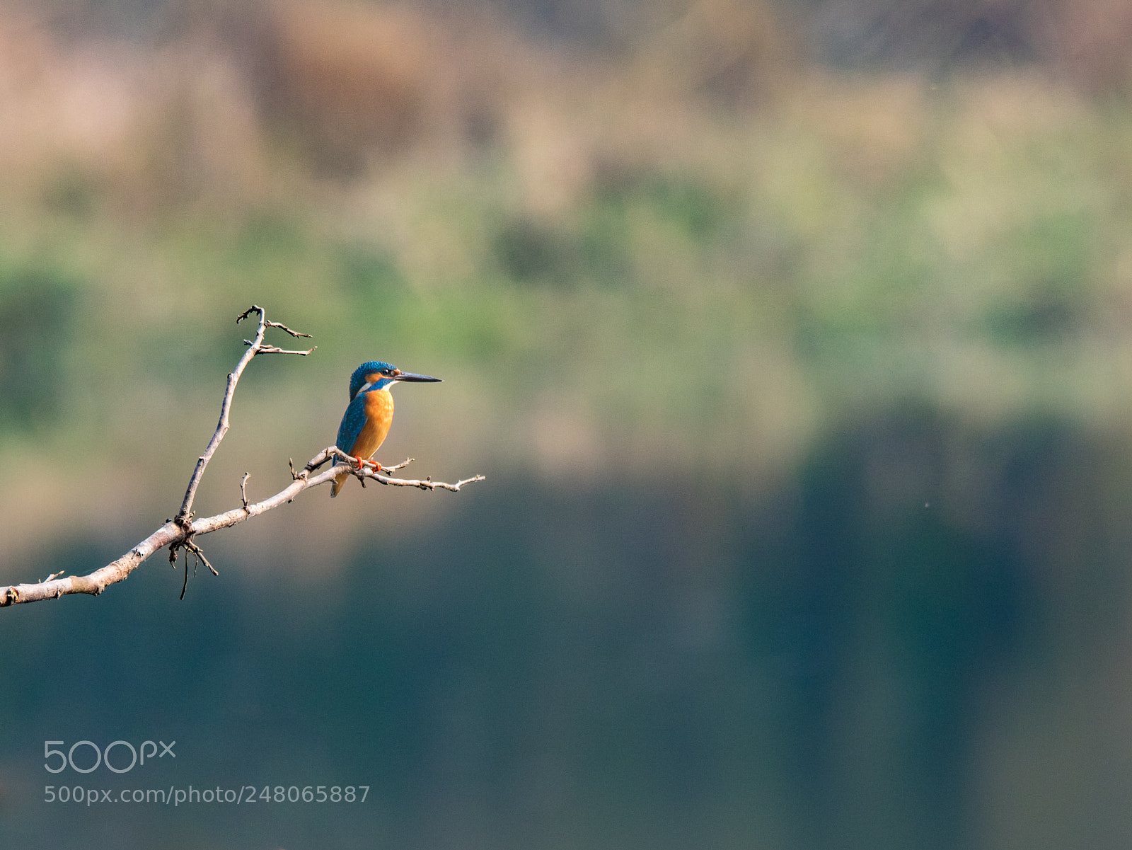 Canon EOS 7D Mark II sample photo. The common kingfisher photography