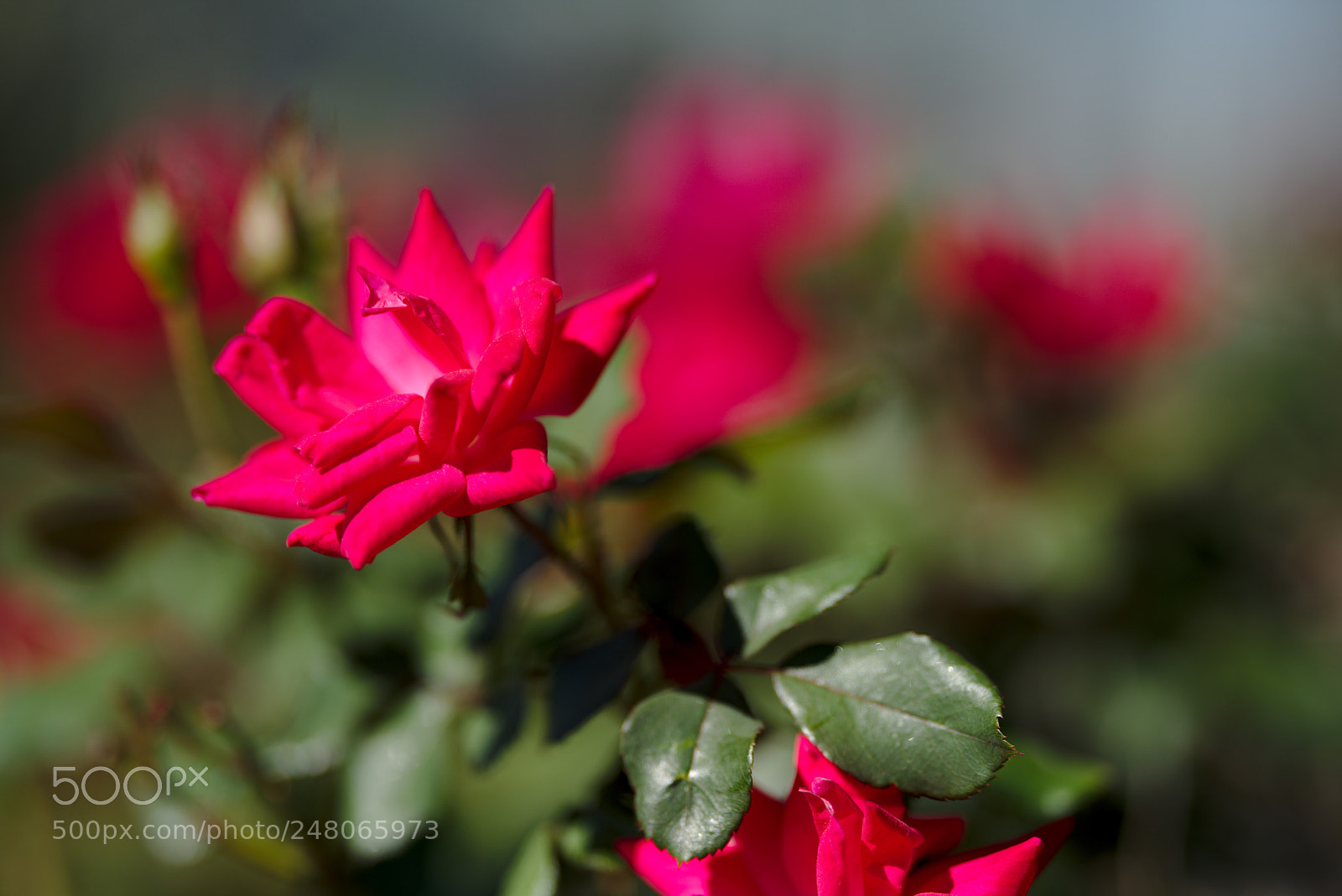 Nikon D810 sample photo. A red rose bush photography