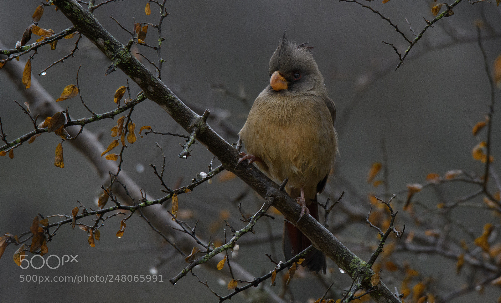 Nikon D500 sample photo. Pyrrhuloxia photography
