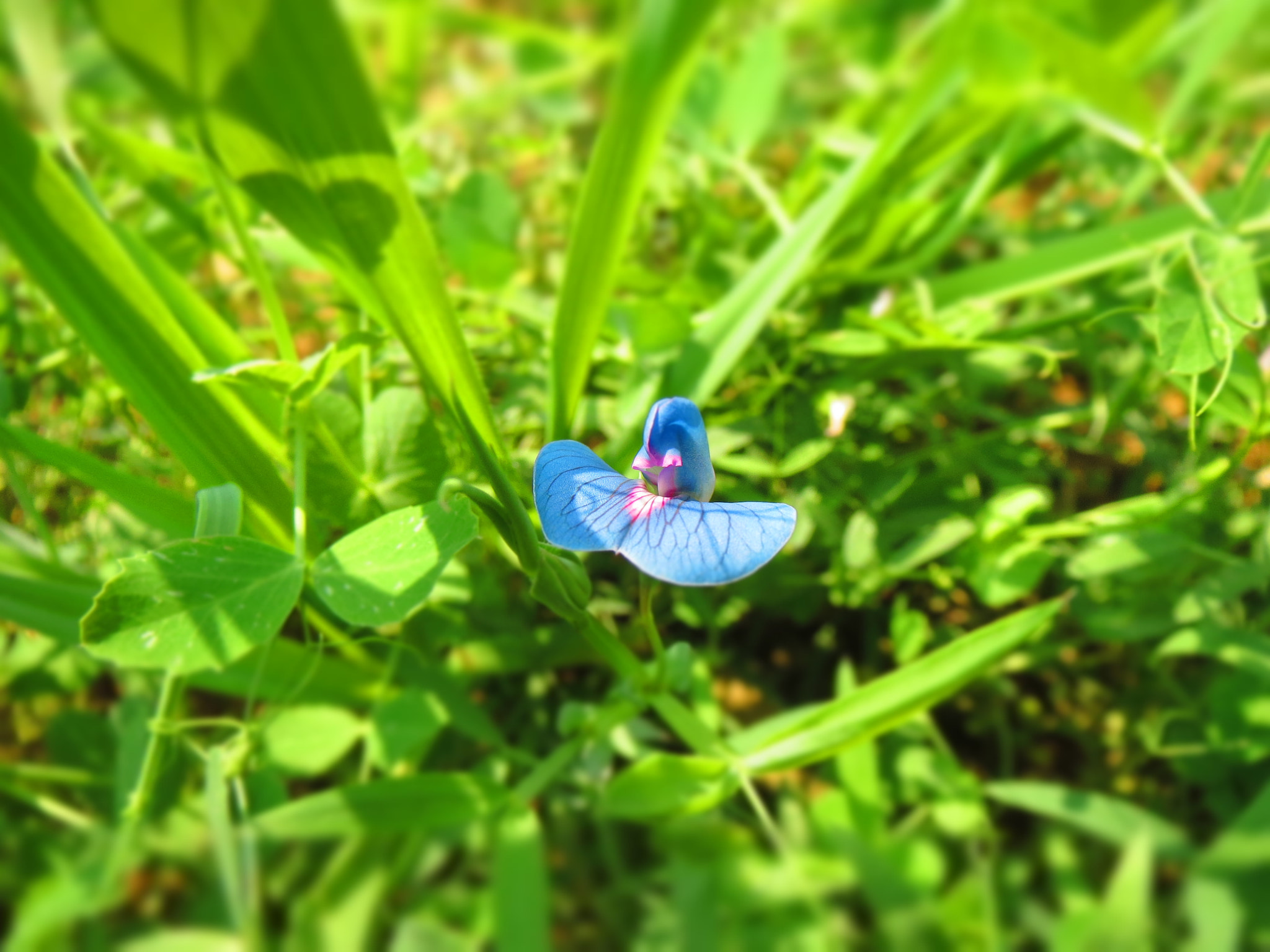 Canon PowerShot ELPH 530 HS (IXUS 510 HS / IXY 1) sample photo. The blue flower . photography