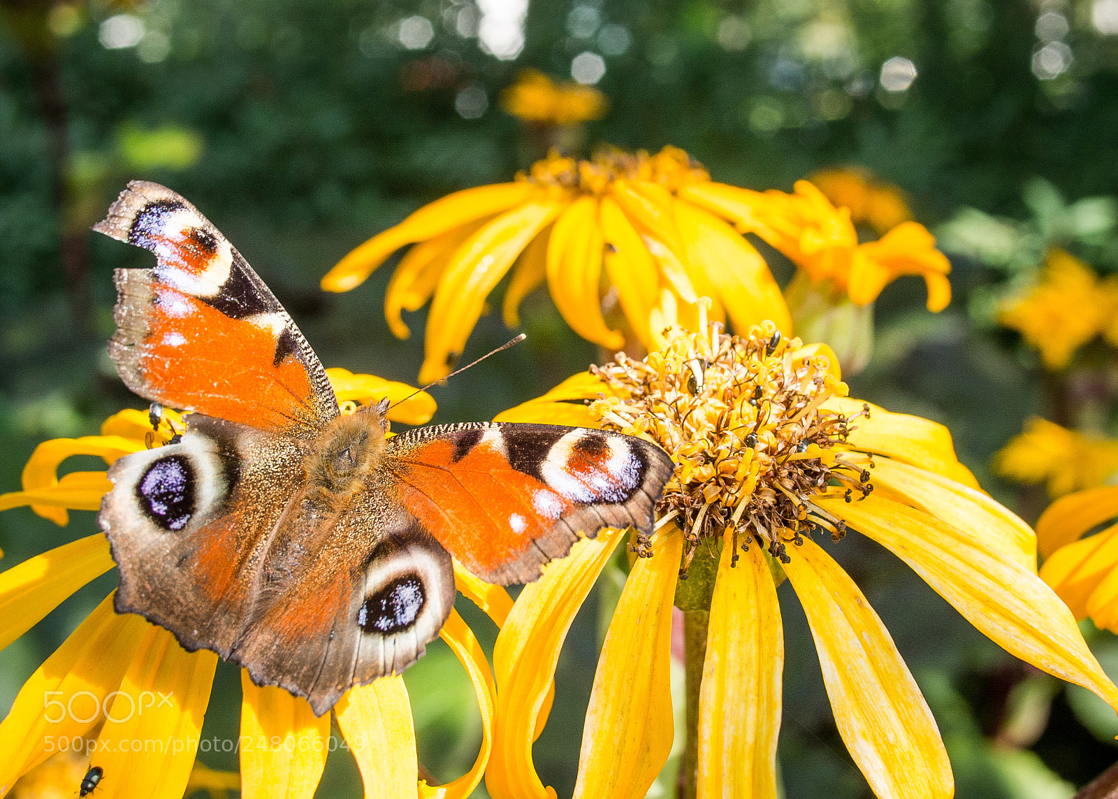 Olympus OM-D E-M5 sample photo. Butterfly photography