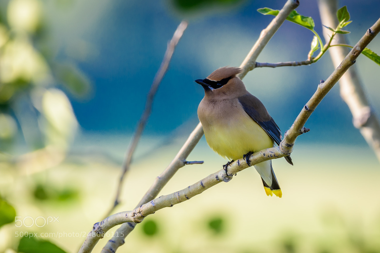 Nikon D810 sample photo. Cedar waxwing photography