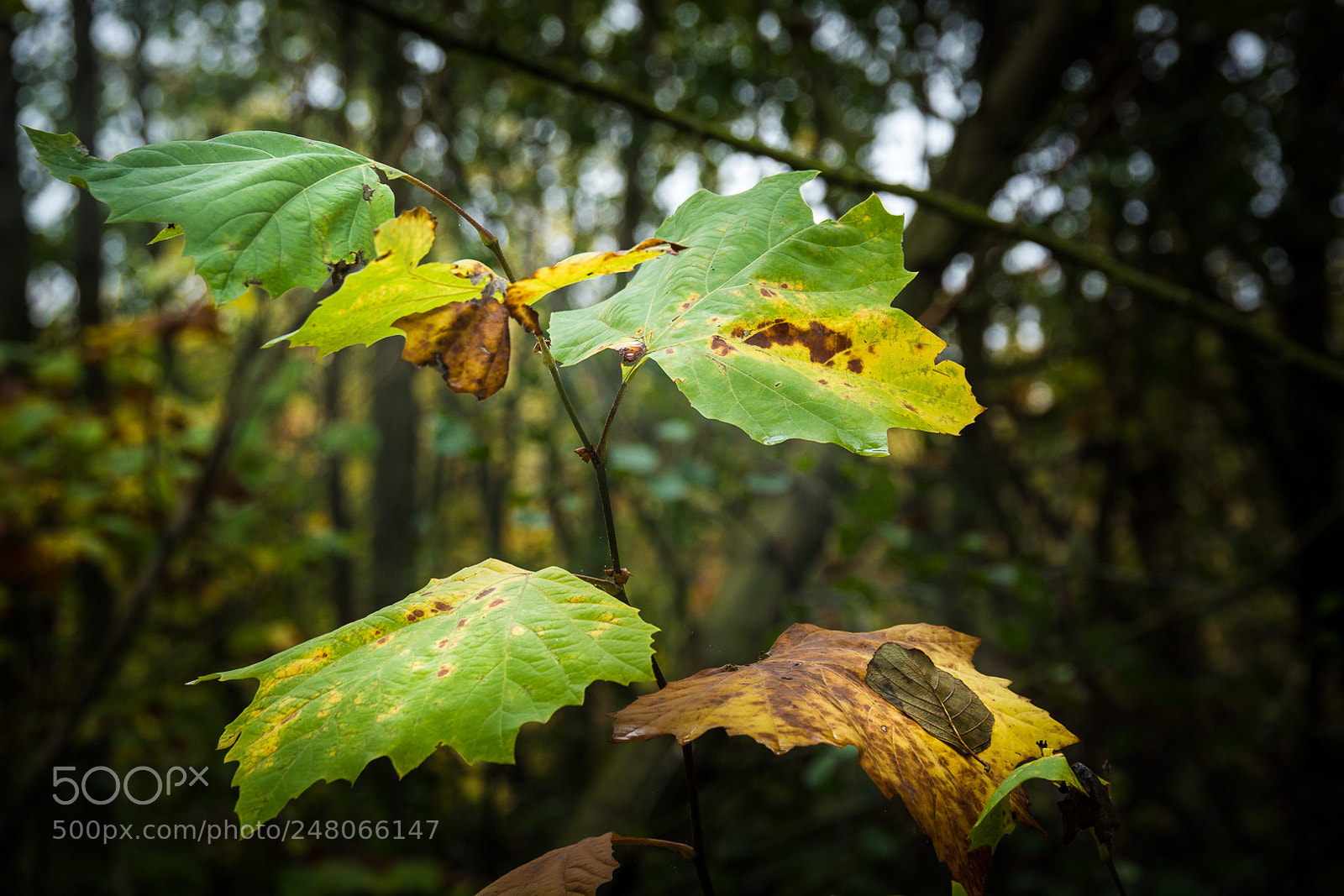 Nikon D7100 sample photo. Autumn leaves photography