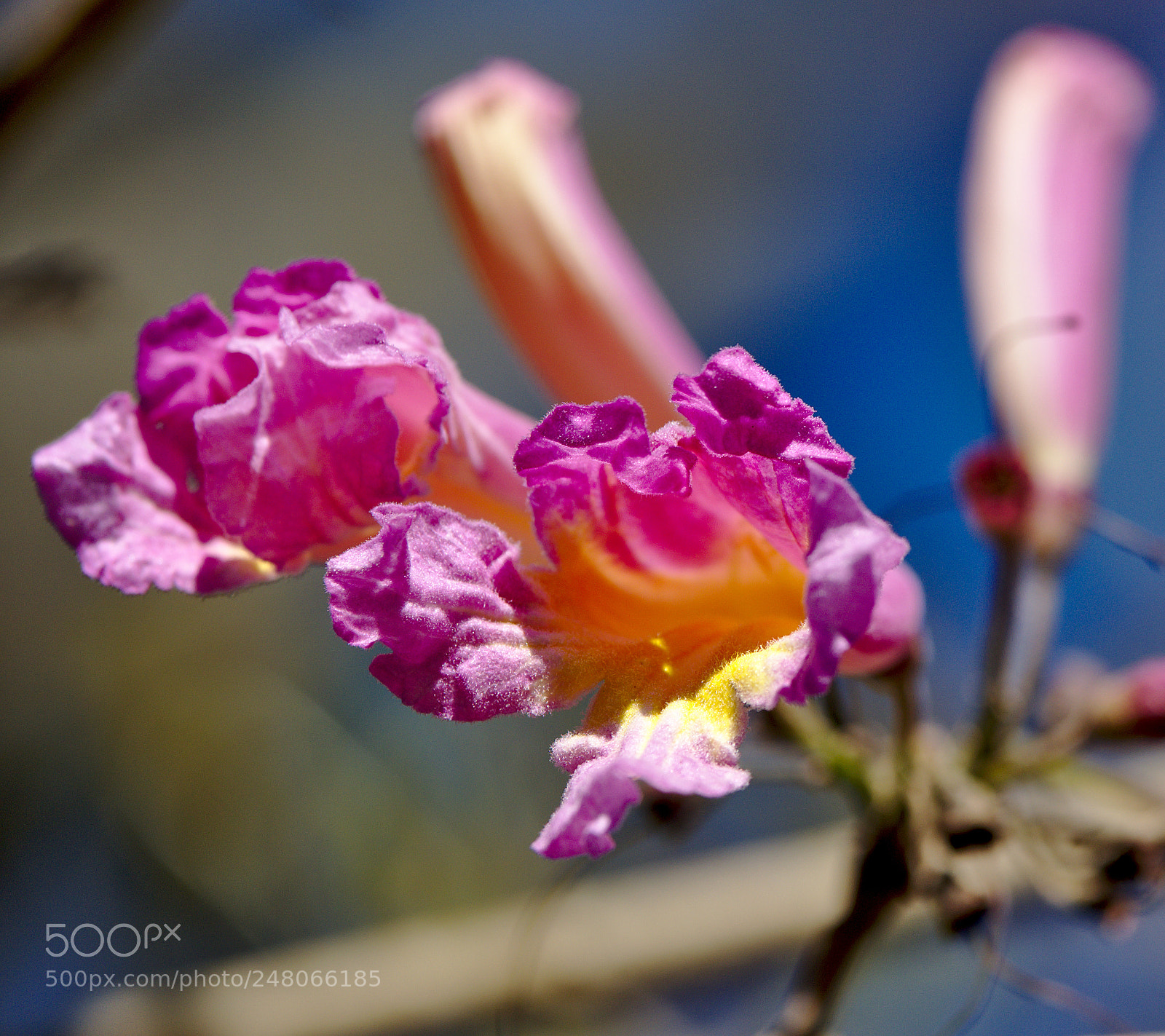 Nikon D810 sample photo. Pink trumpet tree tabebuia photography