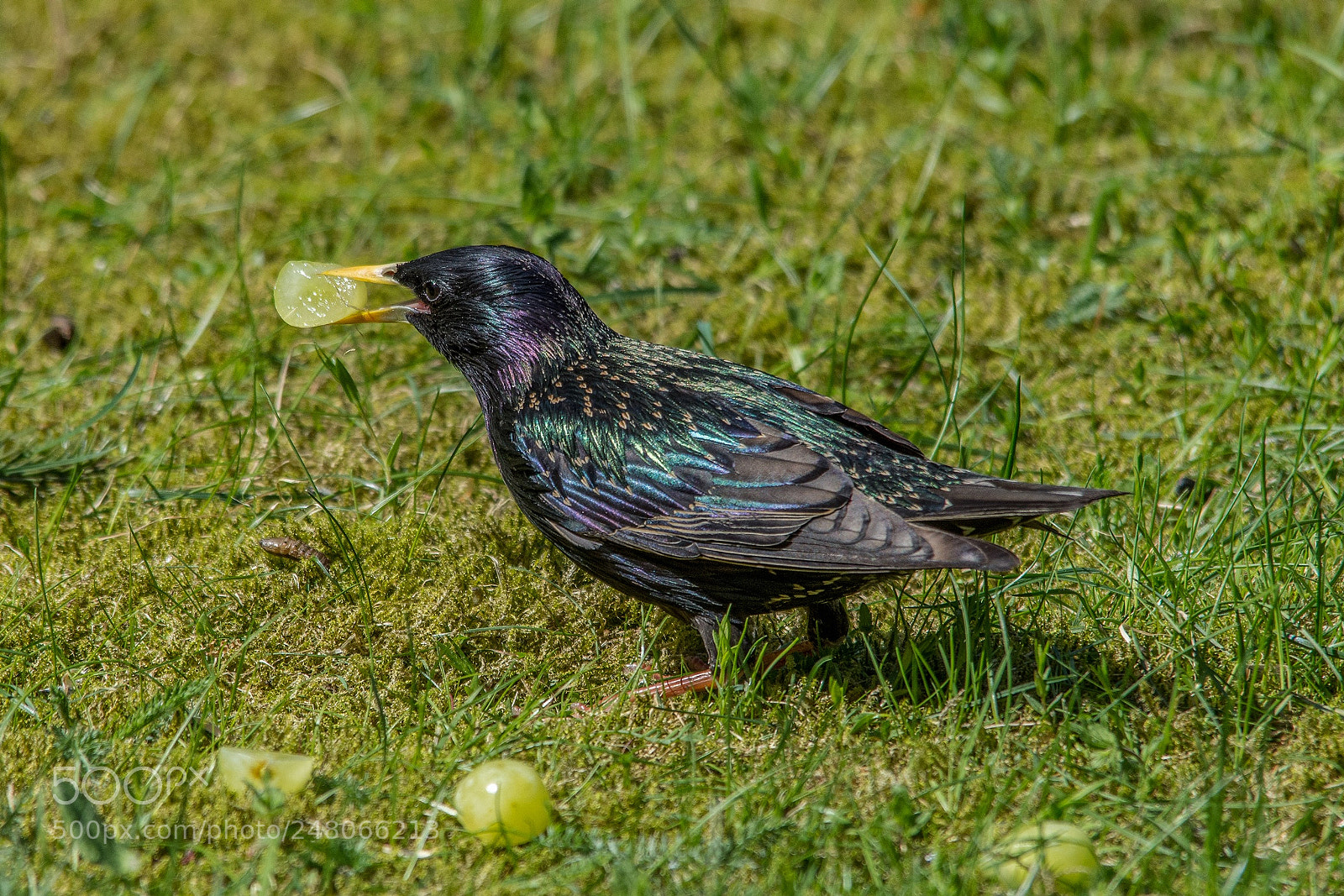 Nikon D7200 sample photo. Starling photography