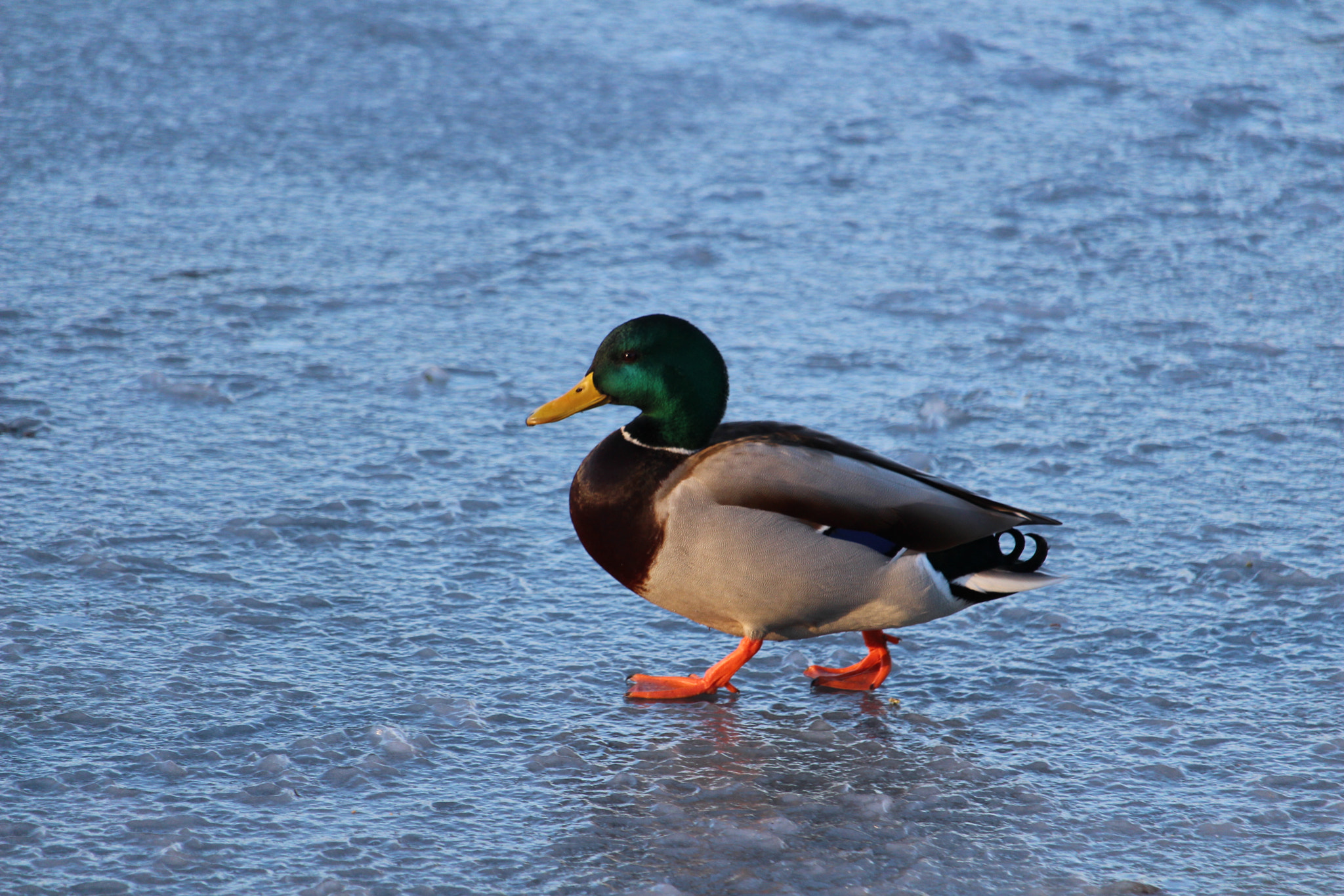 Canon EF-S 55-250mm F4-5.6 IS STM sample photo. Ente auf eis photography