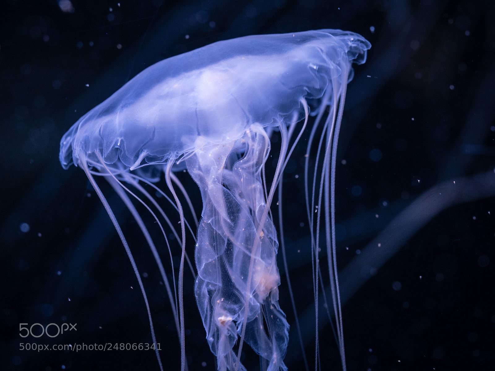 Panasonic Lumix DMC-GX8 sample photo. Jellyfish photography