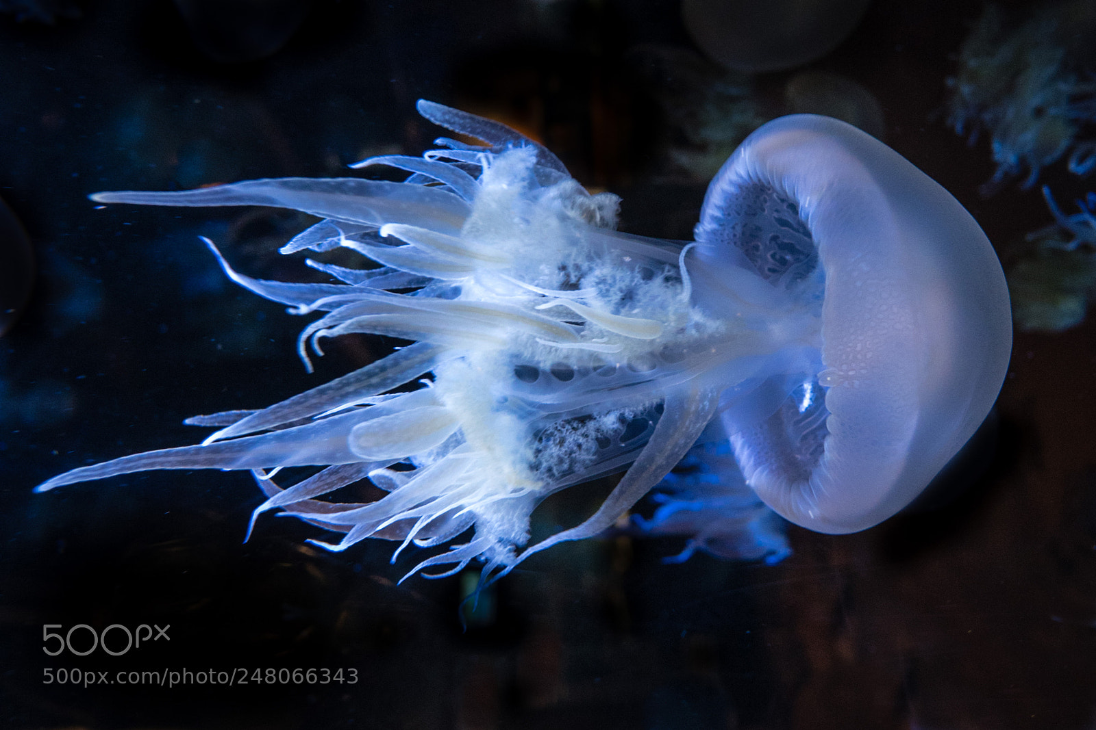 Panasonic Lumix DMC-GX8 sample photo. Jellyfish photography
