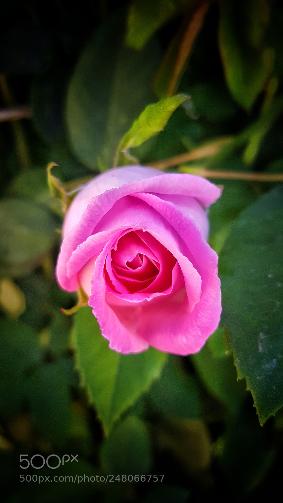 Samsung Galaxy Note5 sample photo. Untitled photography