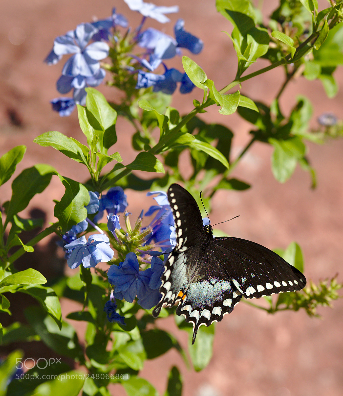 Nikon D810 sample photo. Spicebush swallowtail / papilio troilus photography