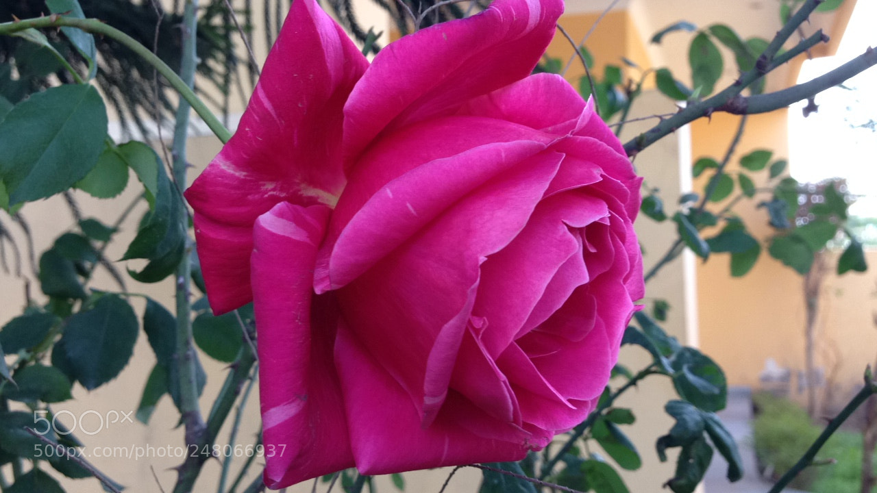Apple iPhone 5c sample photo. Rosy rose photography