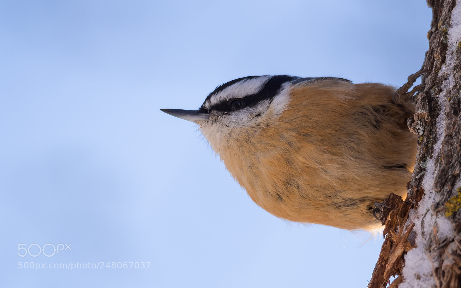 Olympus OM-D E-M5 sample photo. Red-breasted nuthatch photography
