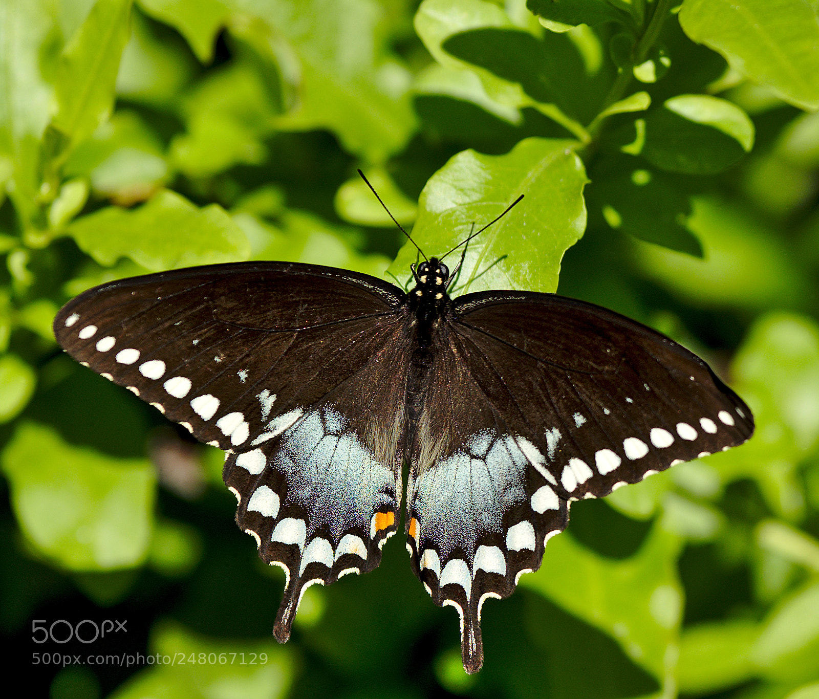 Nikon D810 sample photo. A spicebush swallowtail papilio photography