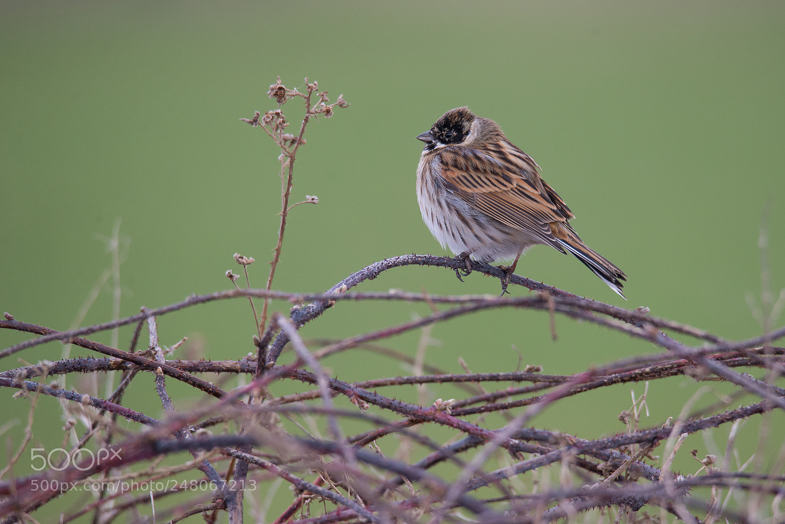 Nikon D610 sample photo. Reed bunting photography