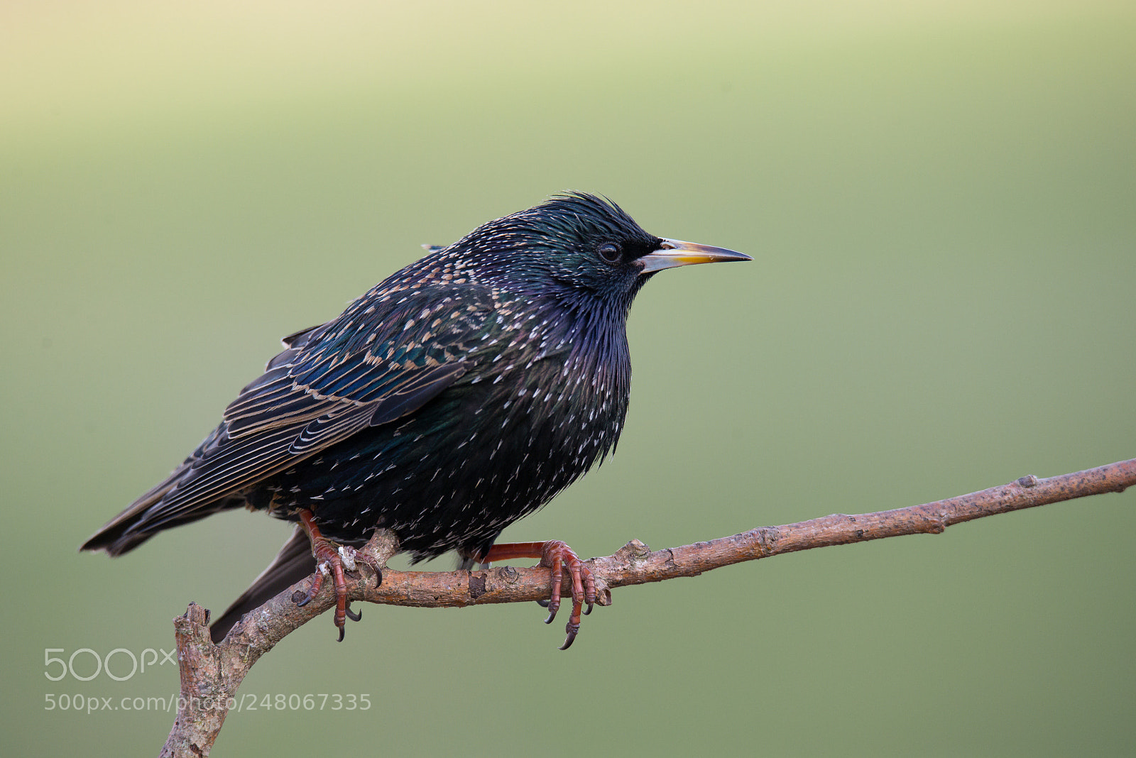 Nikon D610 sample photo. Starling photography