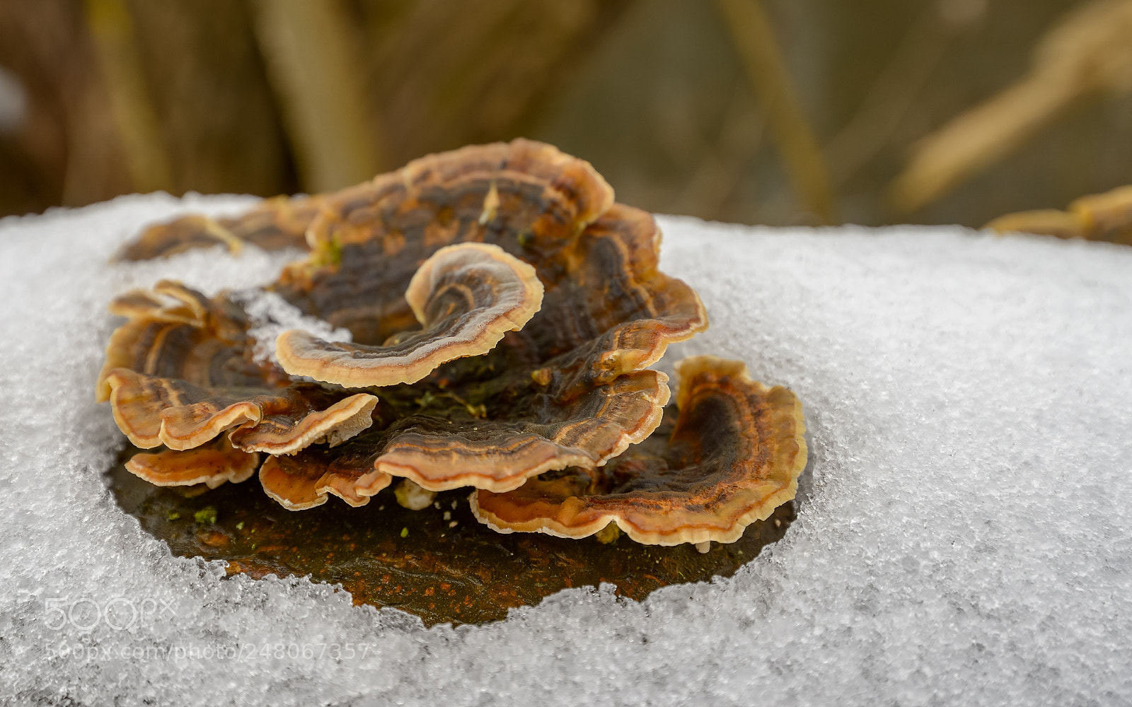 Nikon D800 sample photo. Wood eater photography