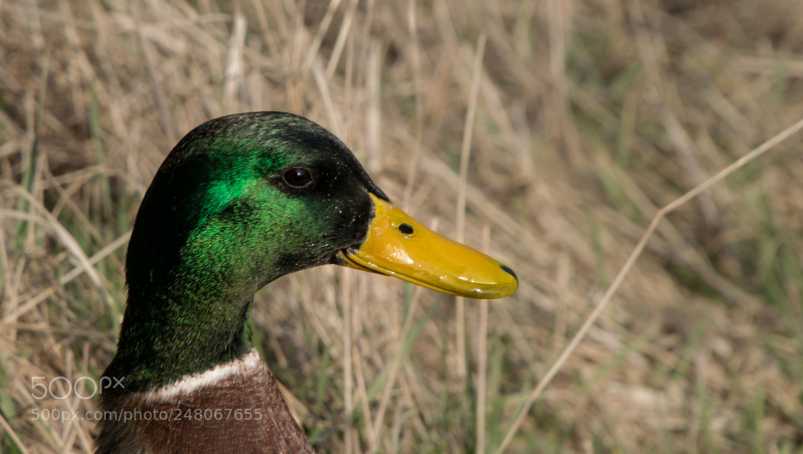 Nikon D5300 sample photo. Mallard duck head beak photography