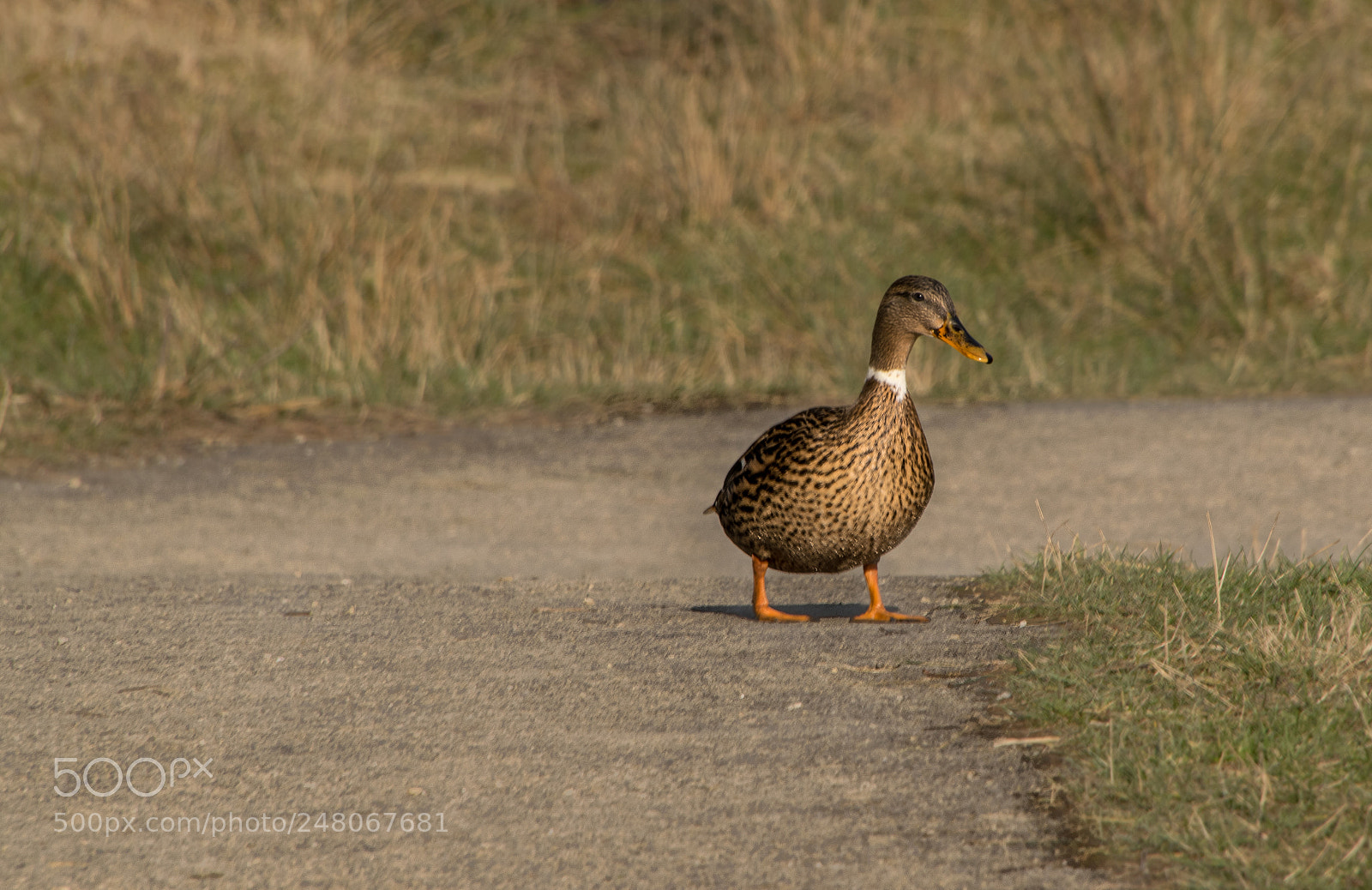 Nikon D5300 sample photo. Duck photography