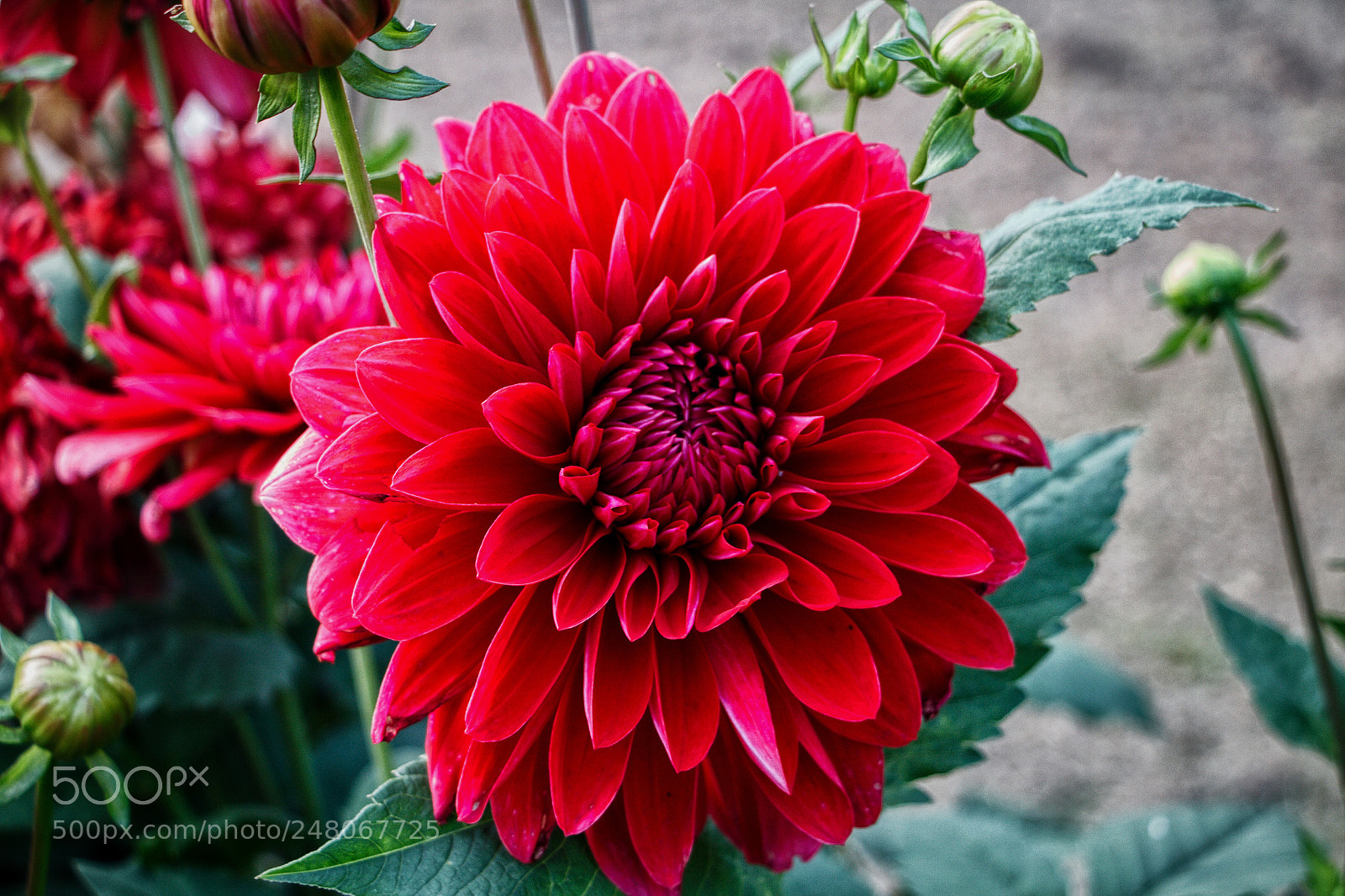 Canon EOS 700D (EOS Rebel T5i / EOS Kiss X7i) sample photo. Blooming photography