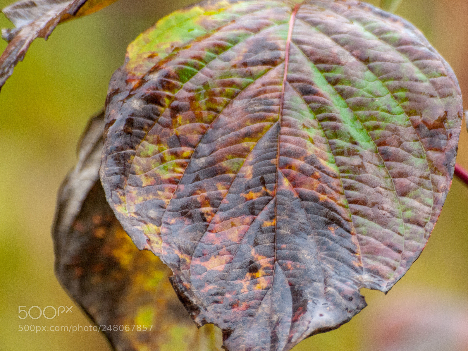Olympus E-620 (EVOLT E-620) sample photo. Veins of plant life photography