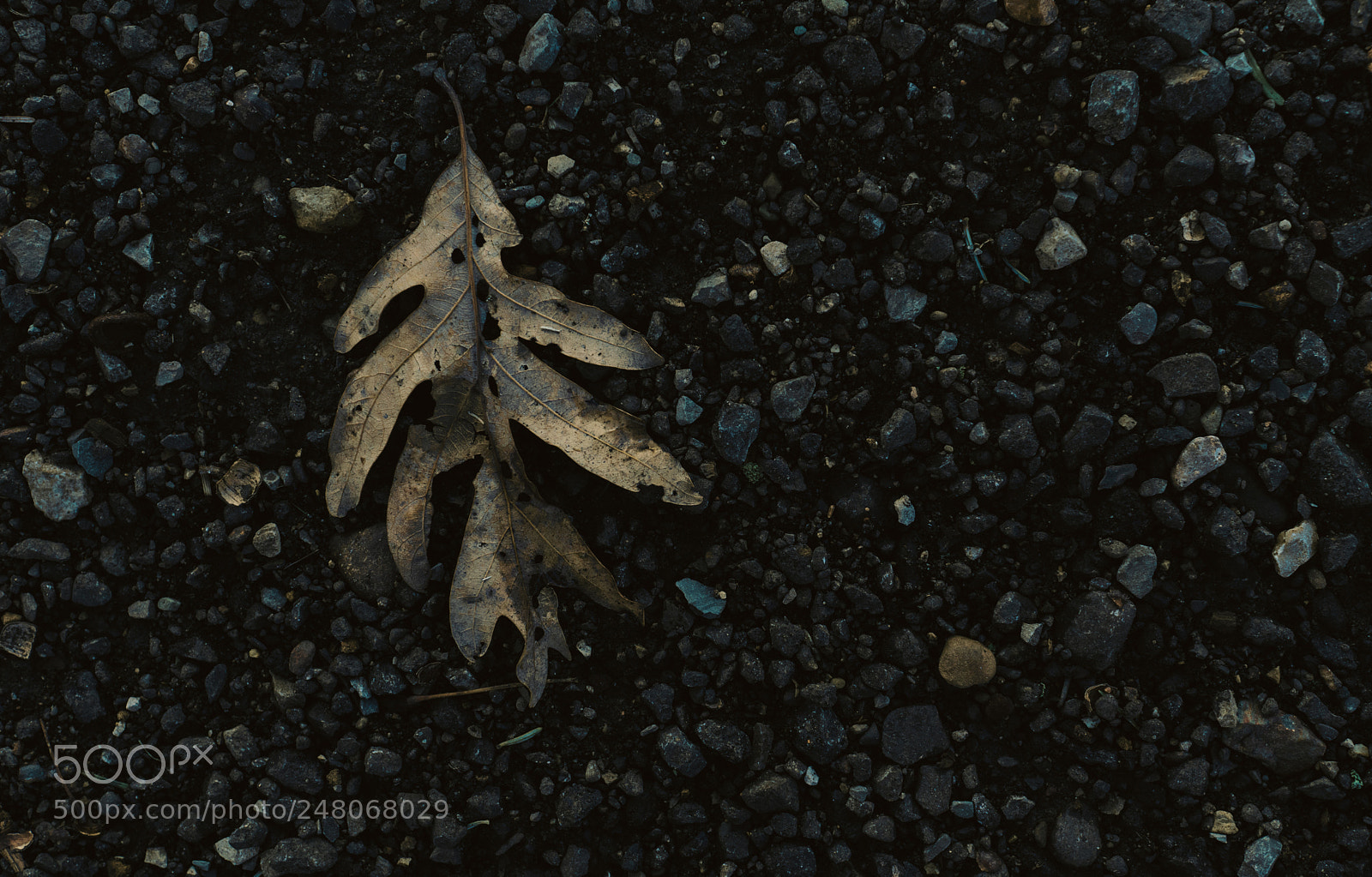 Sony a6300 sample photo. Solitary leaf photography
