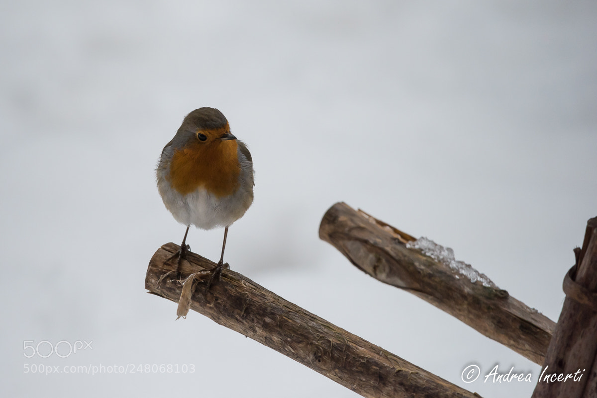 Nikon D810 sample photo. Red robin photography