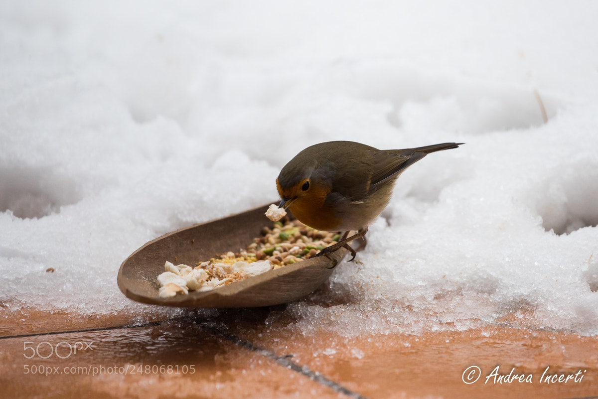 Nikon D810 sample photo. Red robin photography