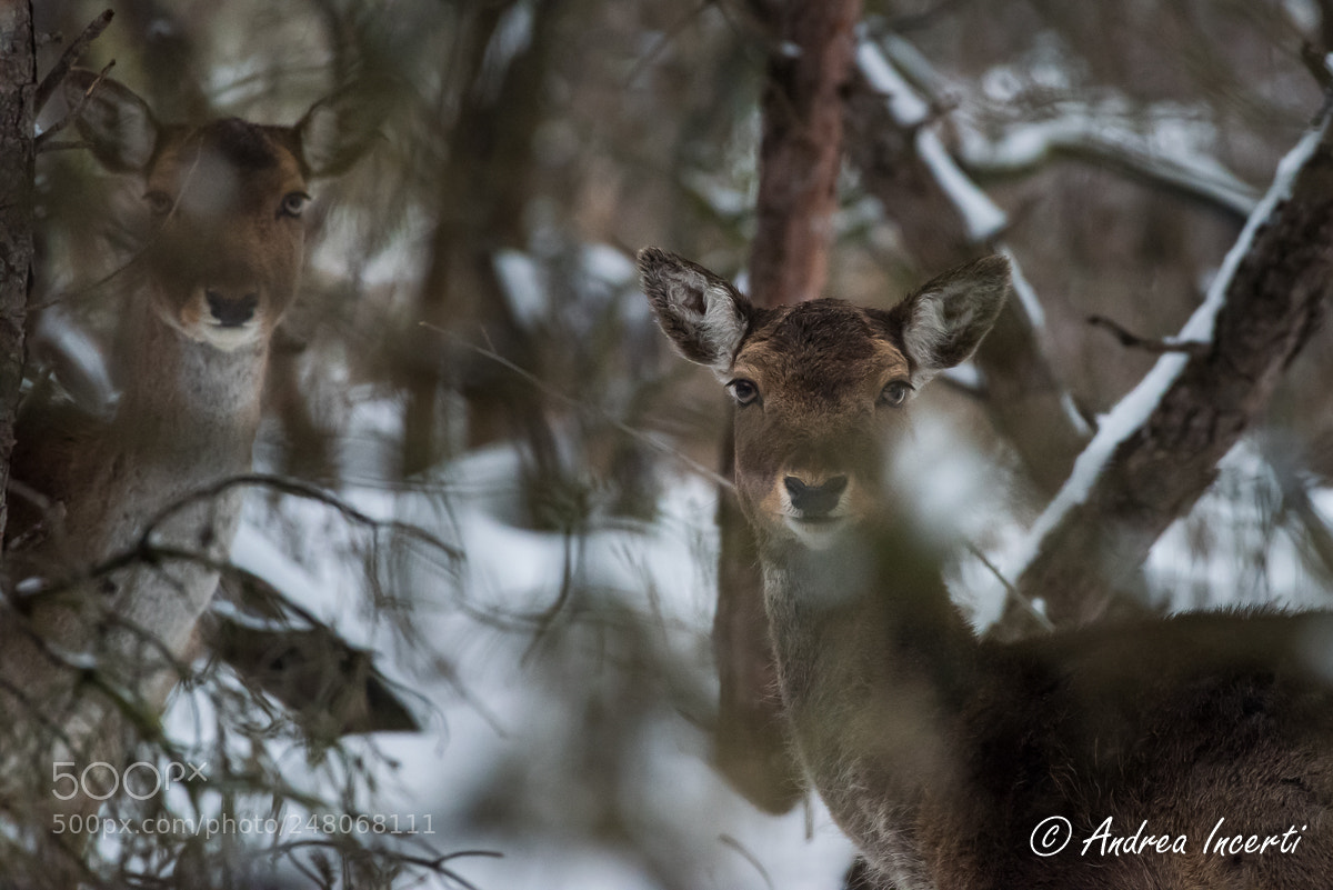 Nikon D810 sample photo. Fallow deer portrait dama photography