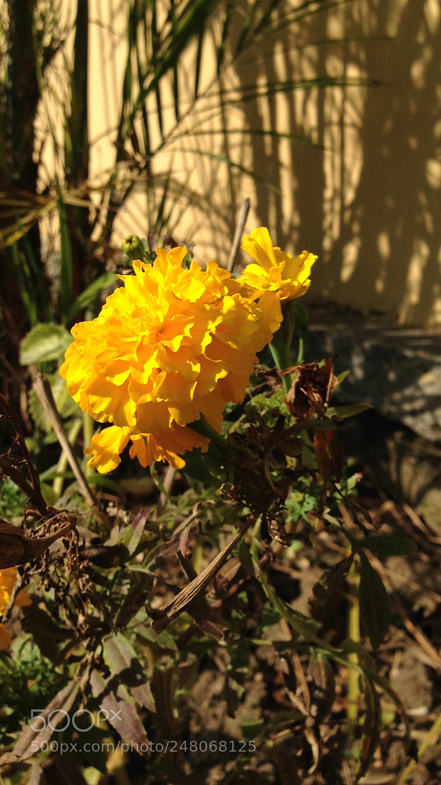 Apple iPhone 5c sample photo. Suny flower photography
