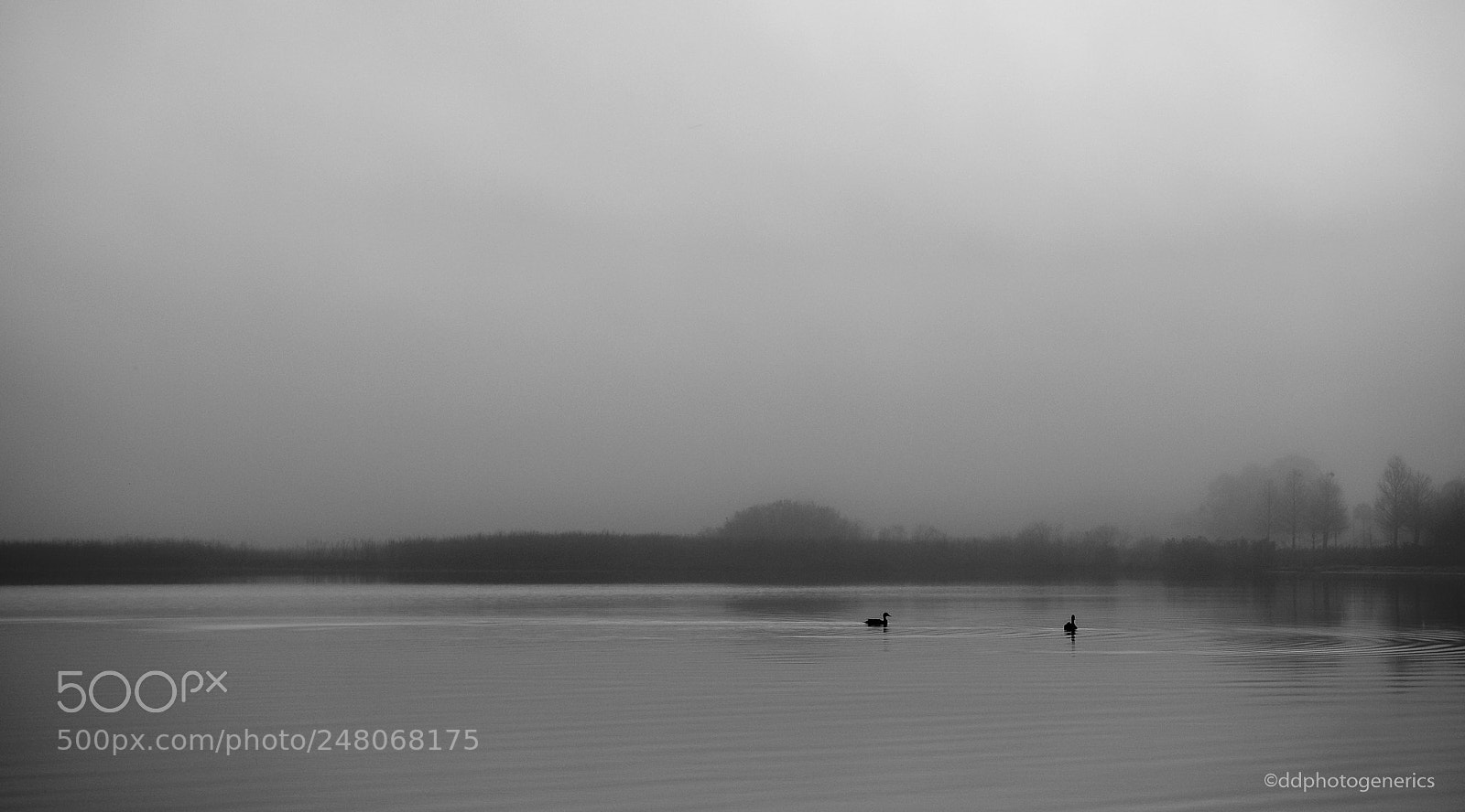 Olympus OM-D E-M1 sample photo. Ducks in fog photography