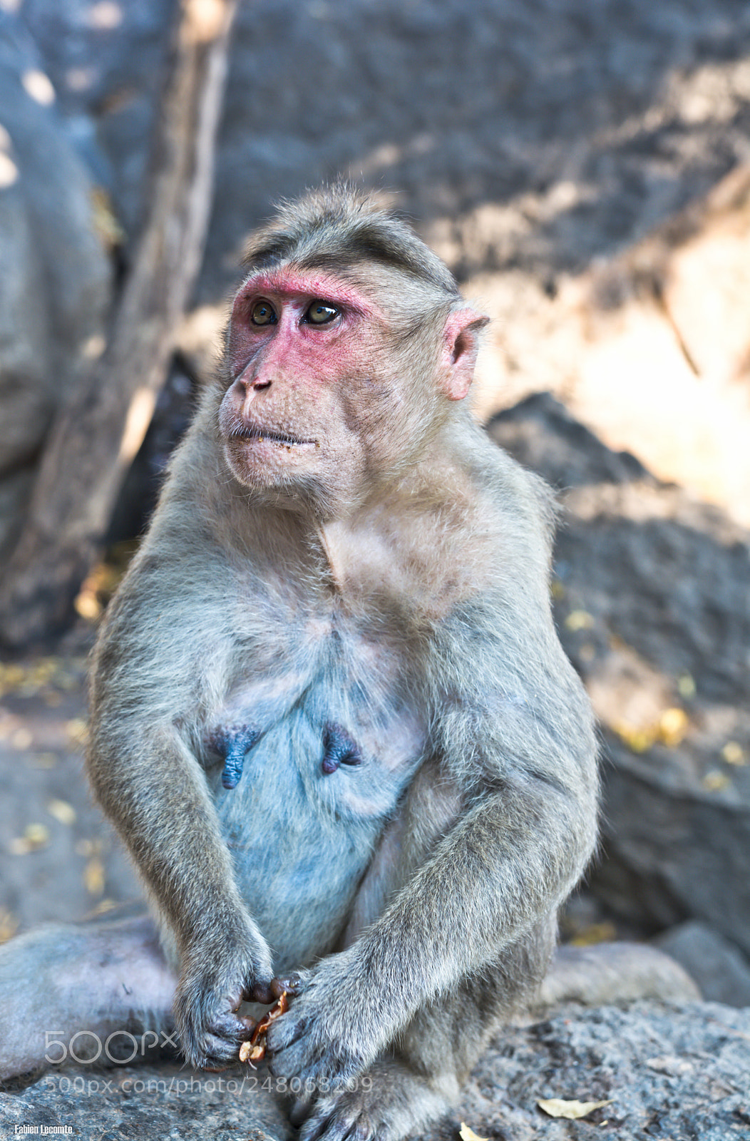 Nikon D7100 sample photo. Monkey photography