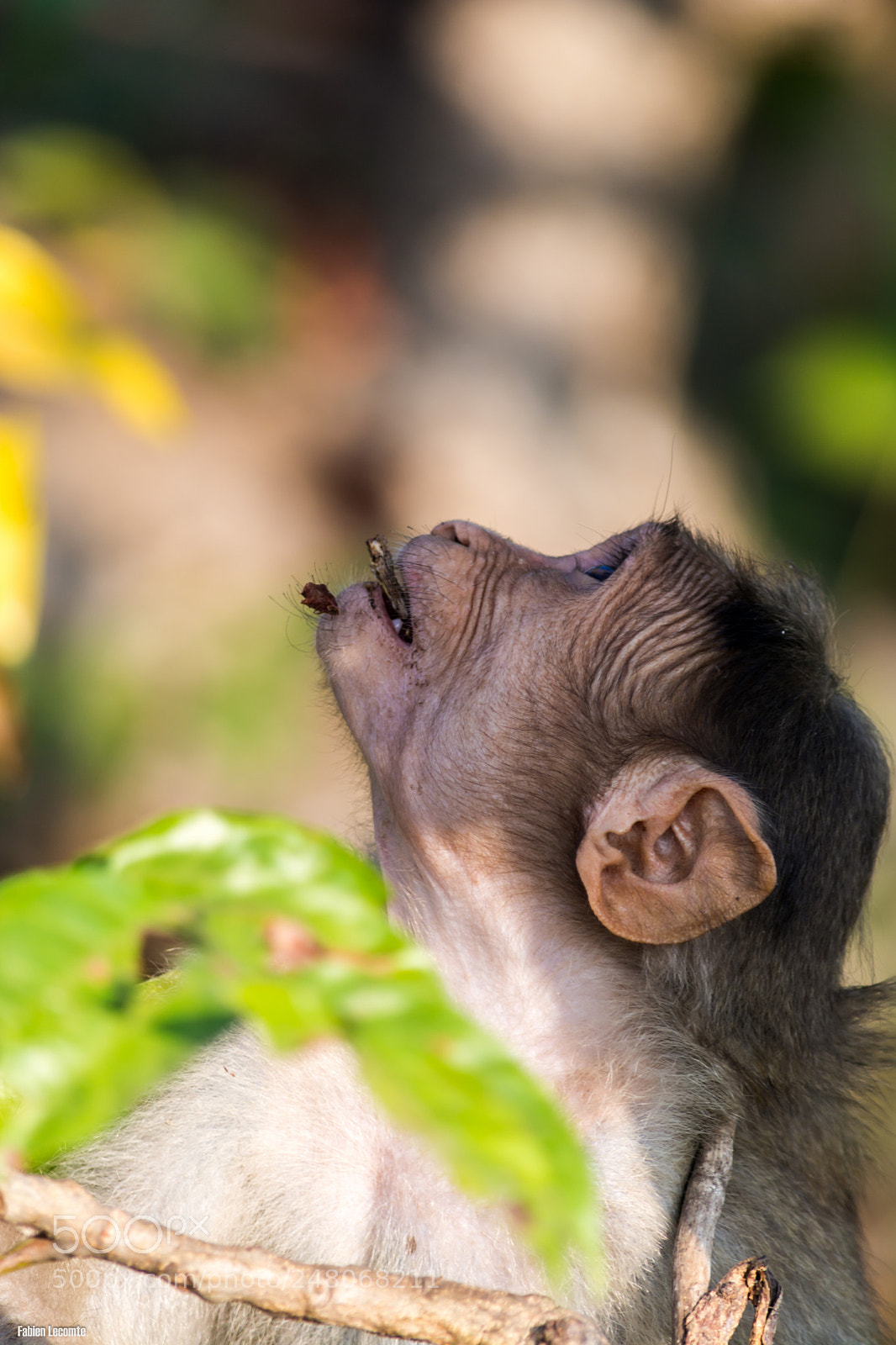 Nikon D7100 sample photo. Monkey photography