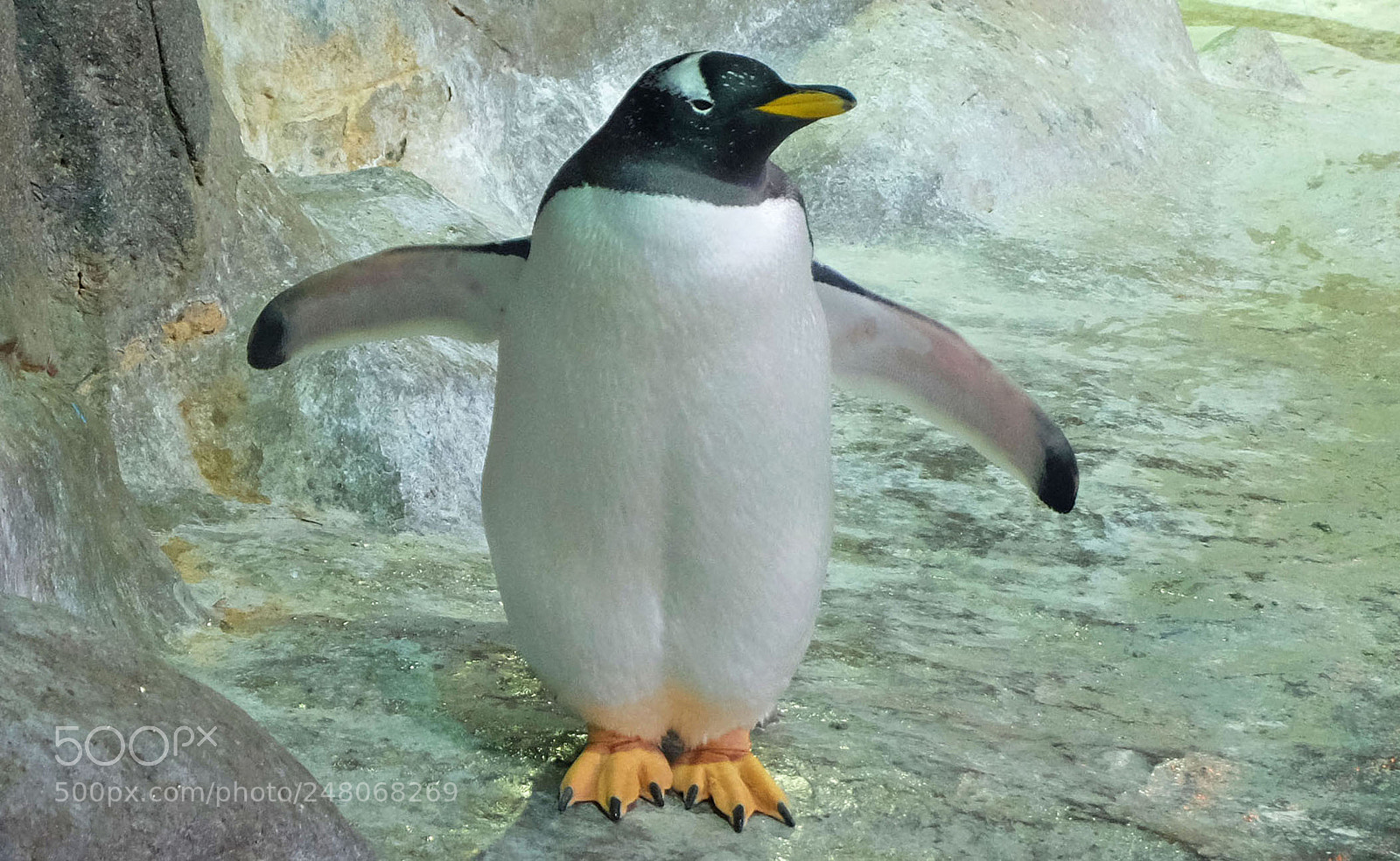 Fujifilm X-M1 sample photo. Penguin photography