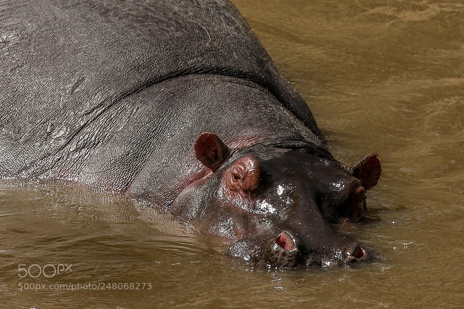 Canon EOS 7D Mark II sample photo. Hippo photography