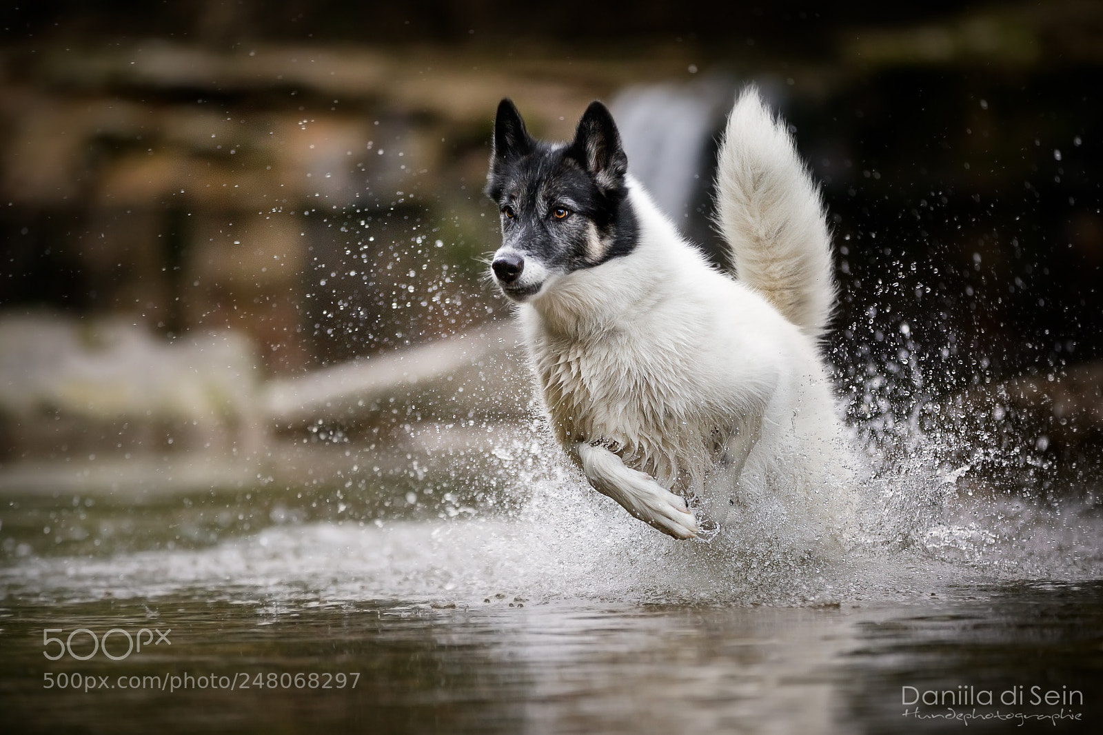 Canon EOS-1D X Mark II sample photo. Wateraction with piper photography
