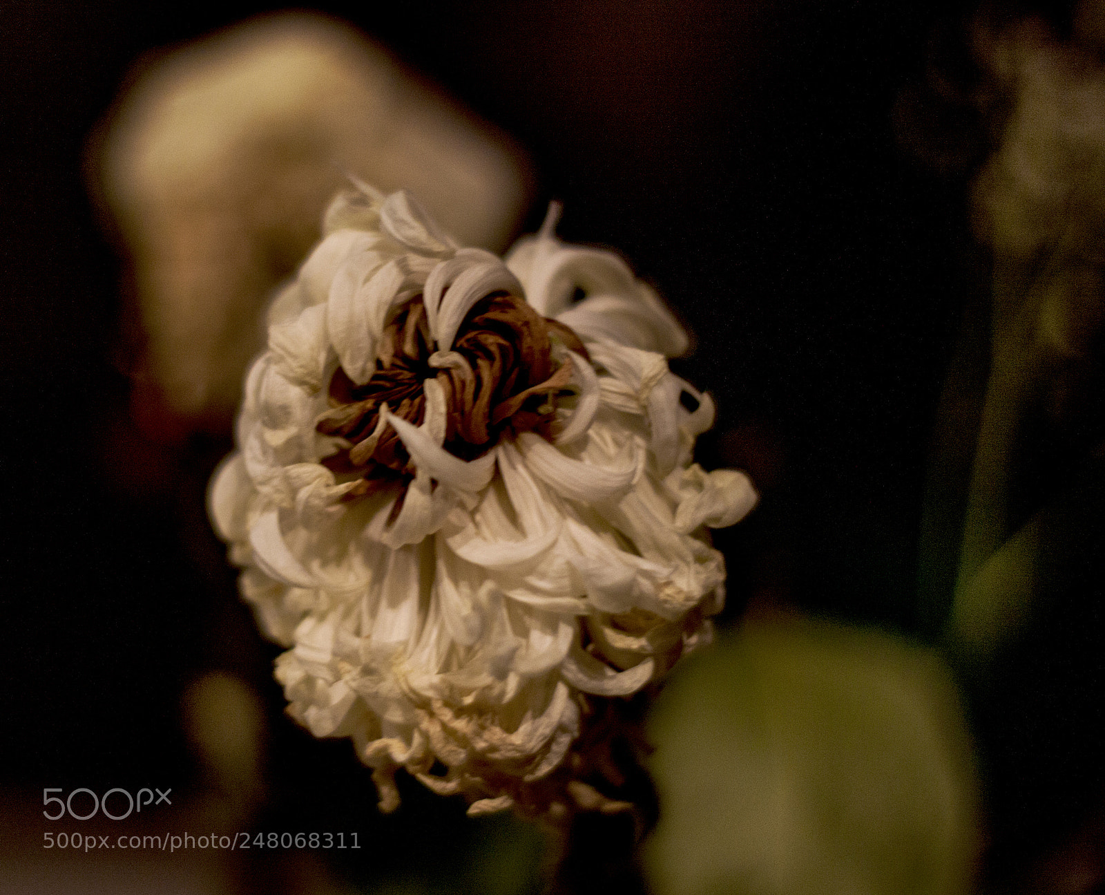 Canon EOS 50D sample photo. Flowers photography