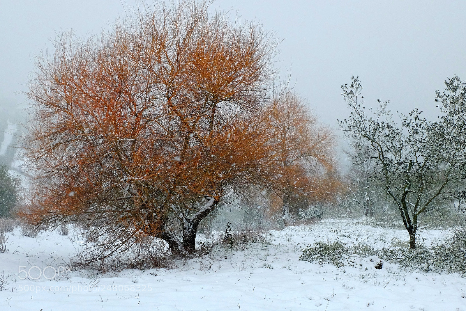 Fujifilm X-M1 sample photo. Winter colors photography