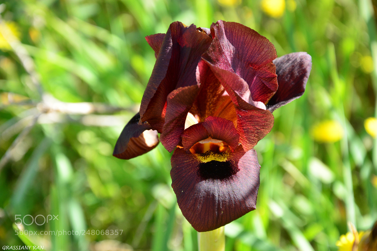 Nikon D7100 sample photo. Flor 3.3.2018 photography