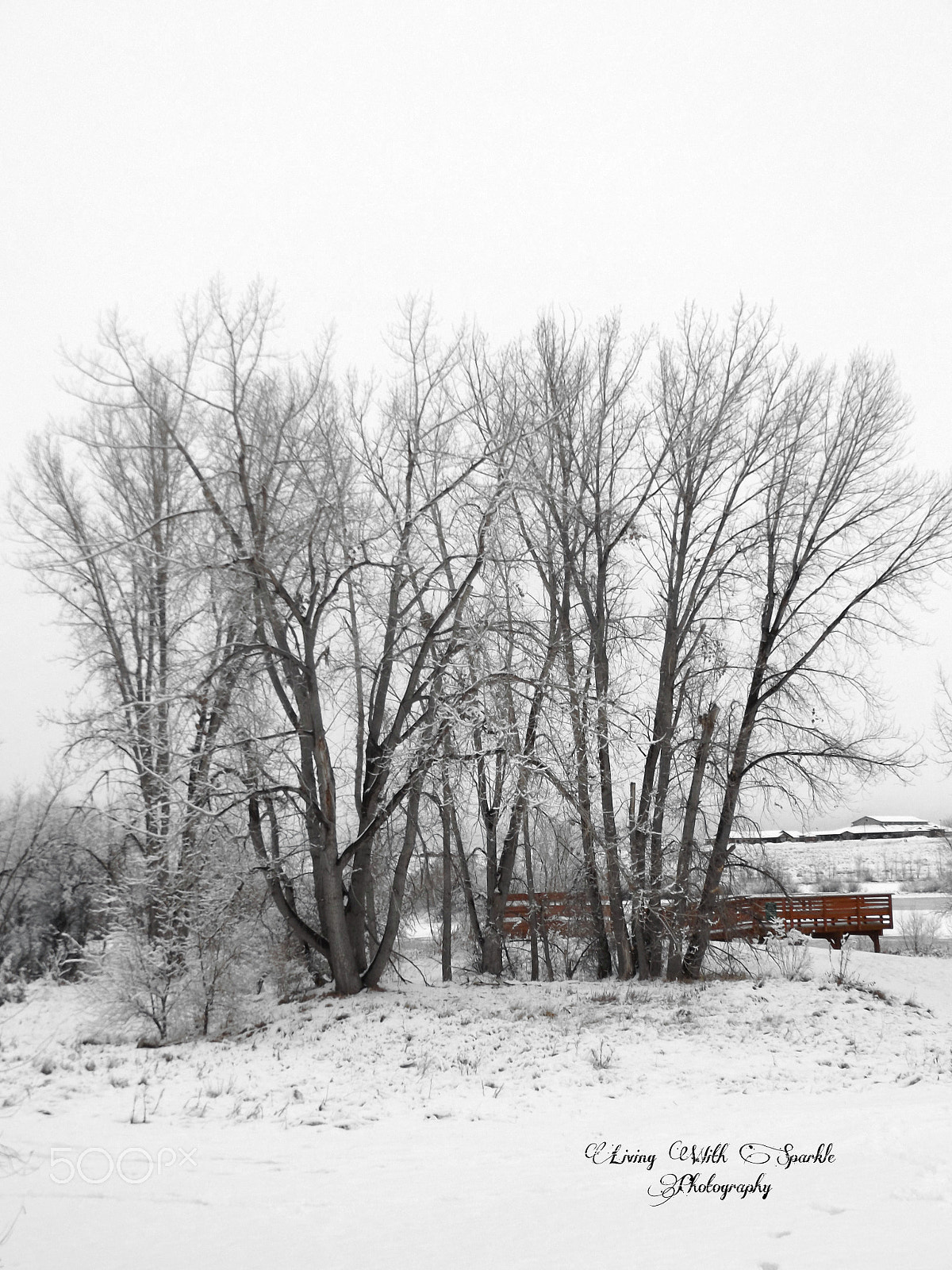 Fujifilm FinePix S8600 sample photo. Winter trees by the lake photography