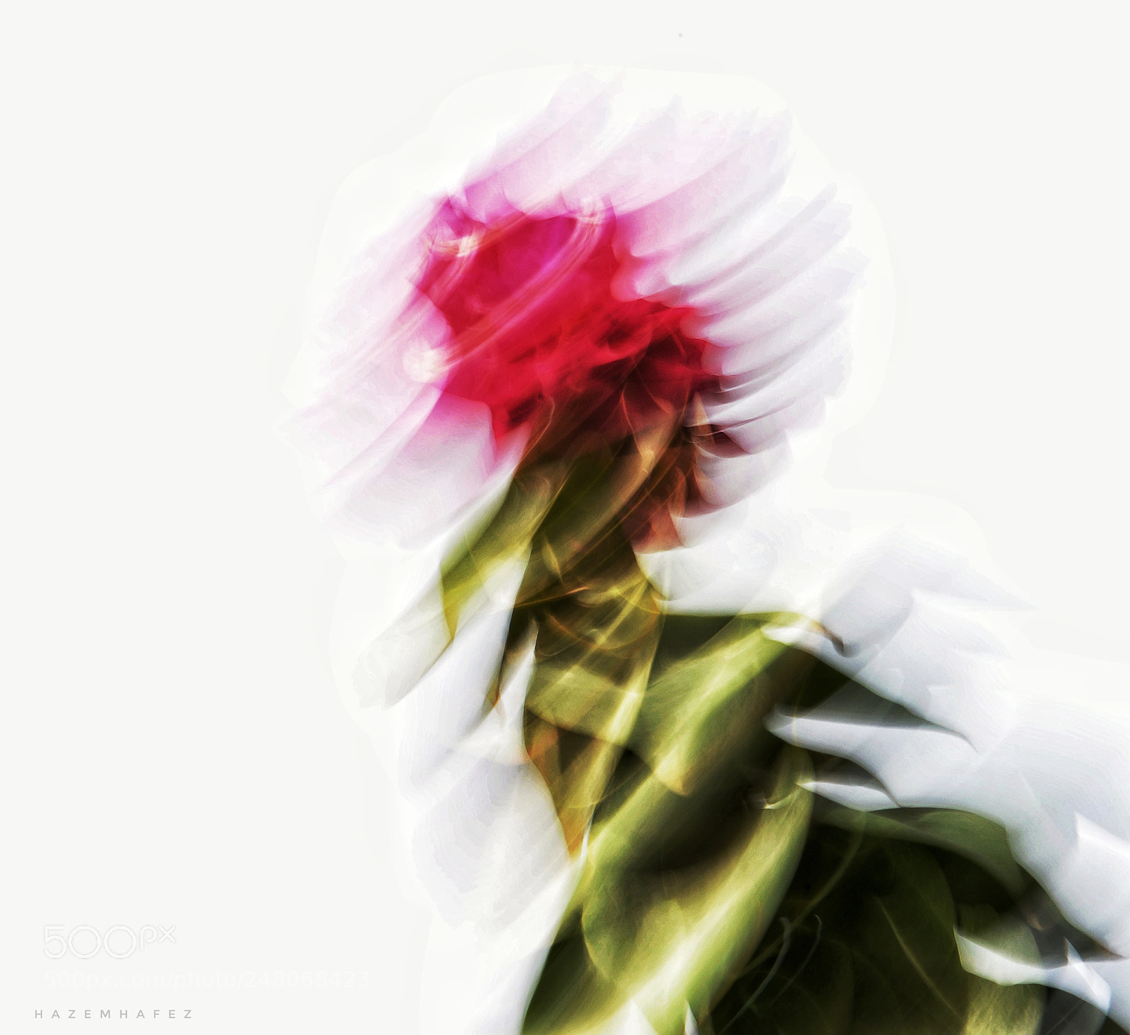 Nikon D610 sample photo. The dancing flower .. photography
