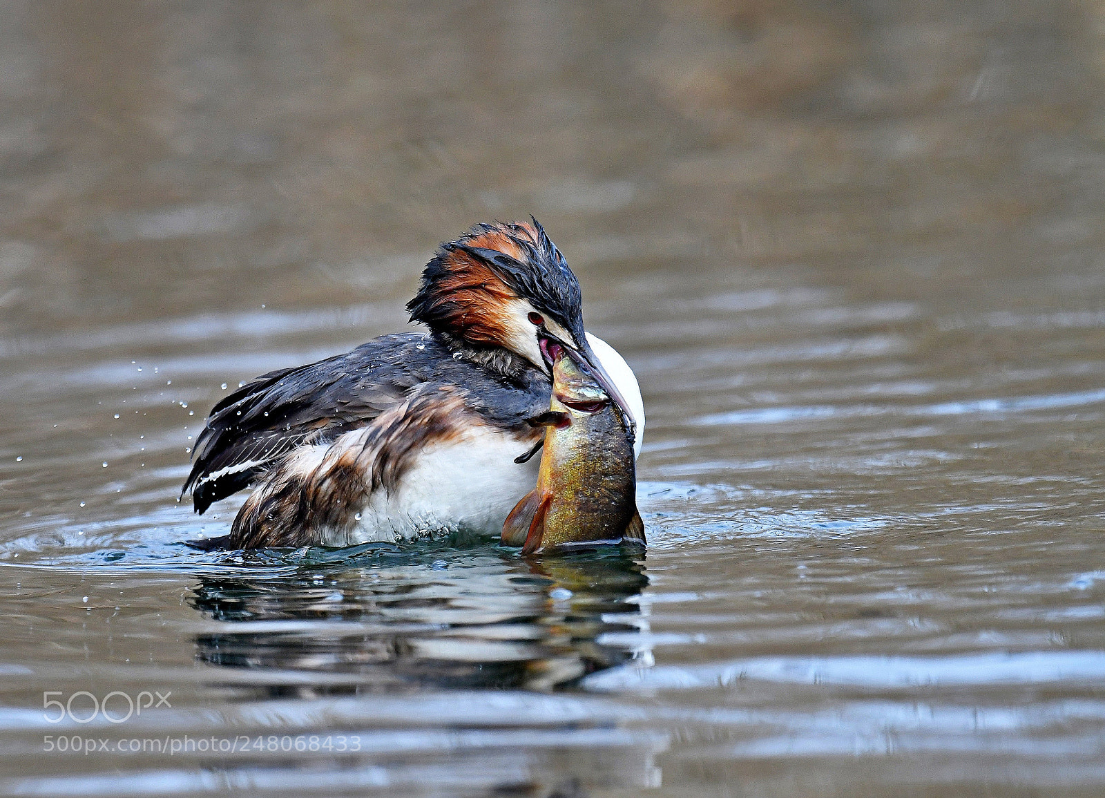 Nikon D500 sample photo. Great crested grebe photography