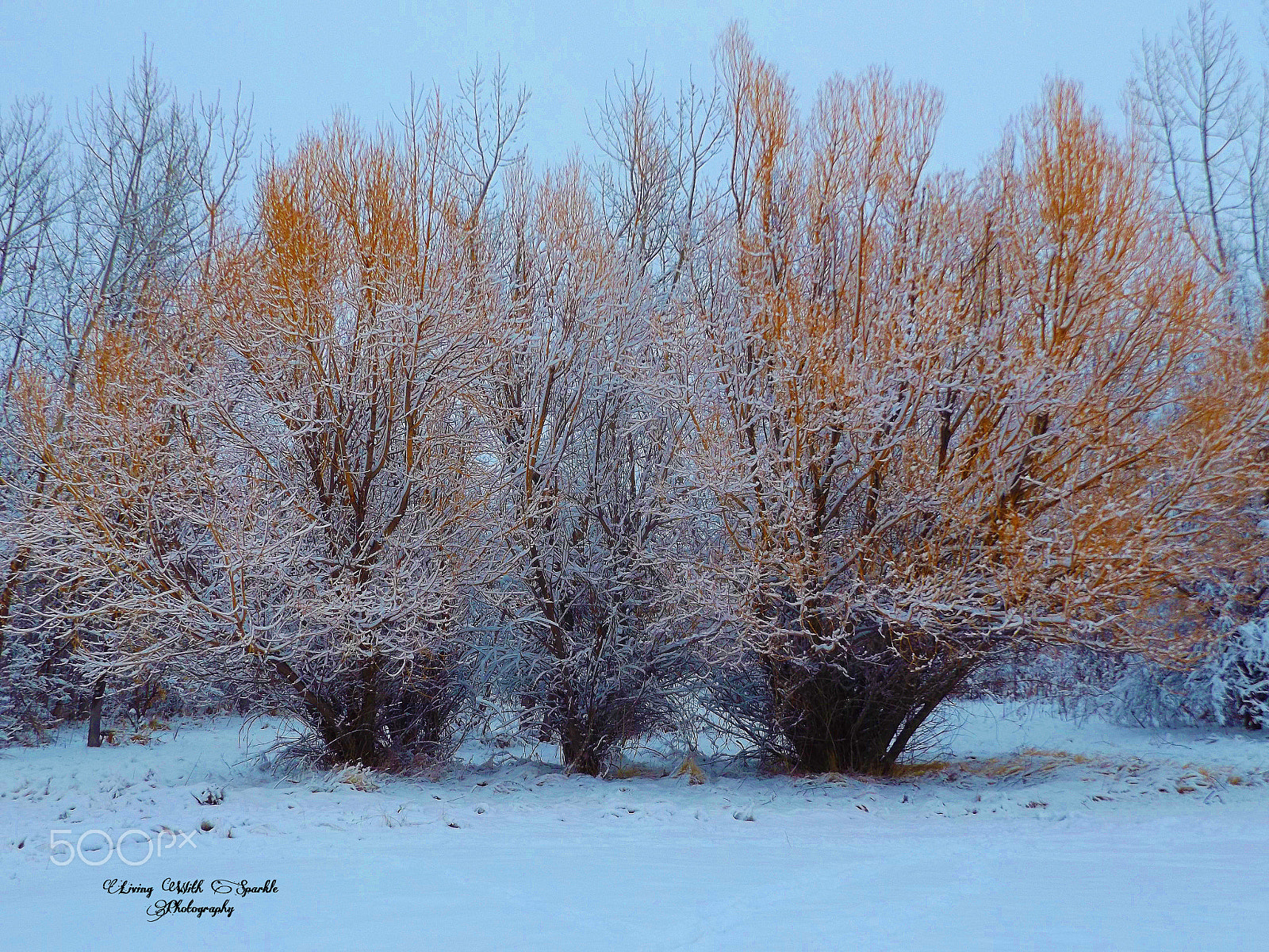 Fujifilm FinePix S8600 sample photo. Burst of color photography