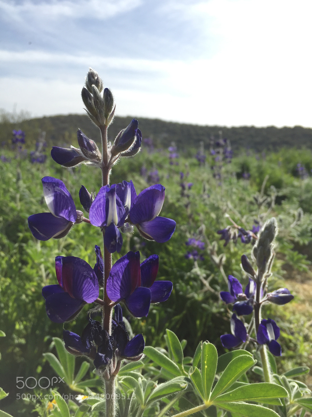 Apple iPhone 6 sample photo. Lupine photography
