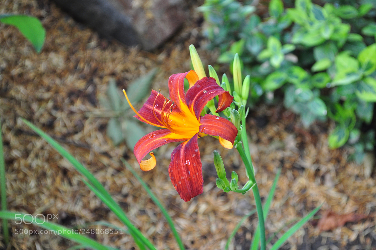 Nikon D5000 sample photo. Red flower photography