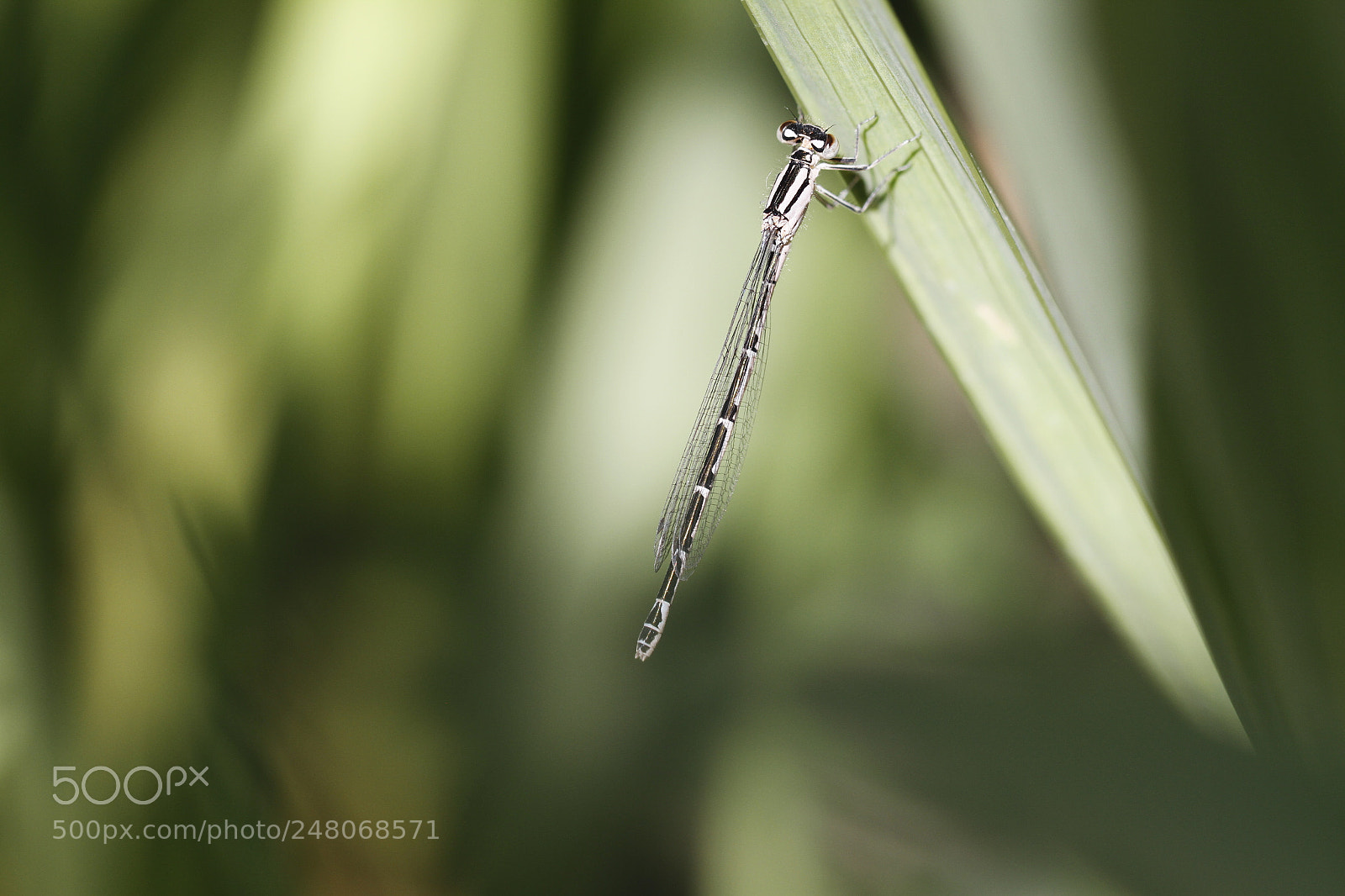 Canon EOS 7D sample photo. Fragile photography