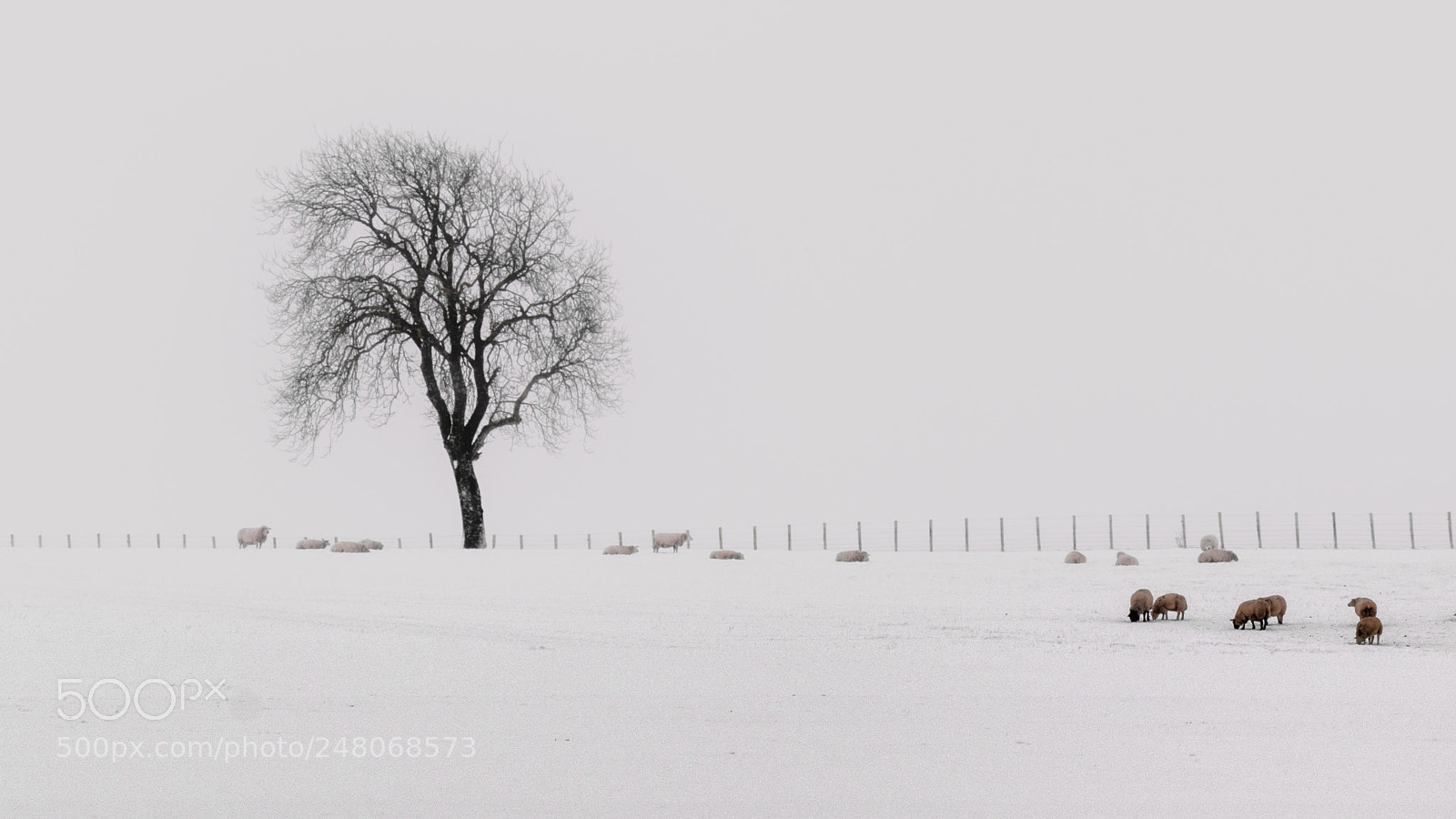 Canon EOS 77D (EOS 9000D / EOS 770D) sample photo. Standing in the snow photography