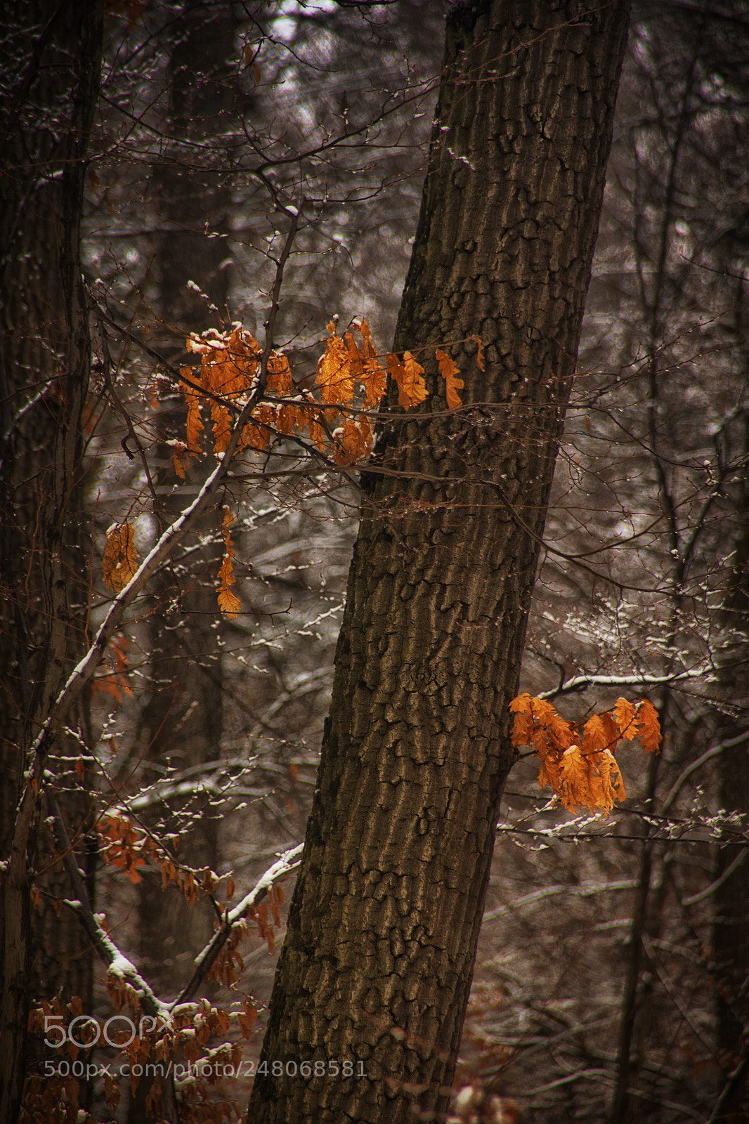 Canon EOS 550D (EOS Rebel T2i / EOS Kiss X4) sample photo. Vienna woods in winter photography